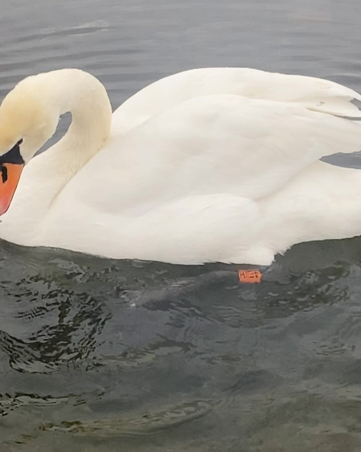 A NICE DAY IN LONDON
~ super late post
Its funny cus we were meant to watch the new year fireworks in London, but it was £££, so we took the last minute train back home to suprise our mom. Burst through the door right at 12!😭