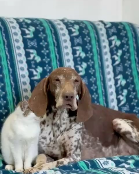 Remember Nina❤️❤️ She is such a adorable and lovely GSP.
She is already reserved for adoption and we are waiting for her titertest(rabies). So when that arrives we know when she can travel to her new home in The Netherlands. #dontshopadopt#gspoftheday #gspcommunity#germanshorthairedpointerlovers #germanshorthairedpointerlovers #pointerlovers #gspcommunity #pointerlove #germanshorthairedpointer #birddog #pointersofinstagram #gsprescue #gspworld #gsp #gsplife #gsploverig #gsplovers #gspsofinstagram #gspuniverse @lydia_lidach #rescuedog #rescuedogsofinstagram #rescuedismyfavoritebreed#deutschkurzhaar