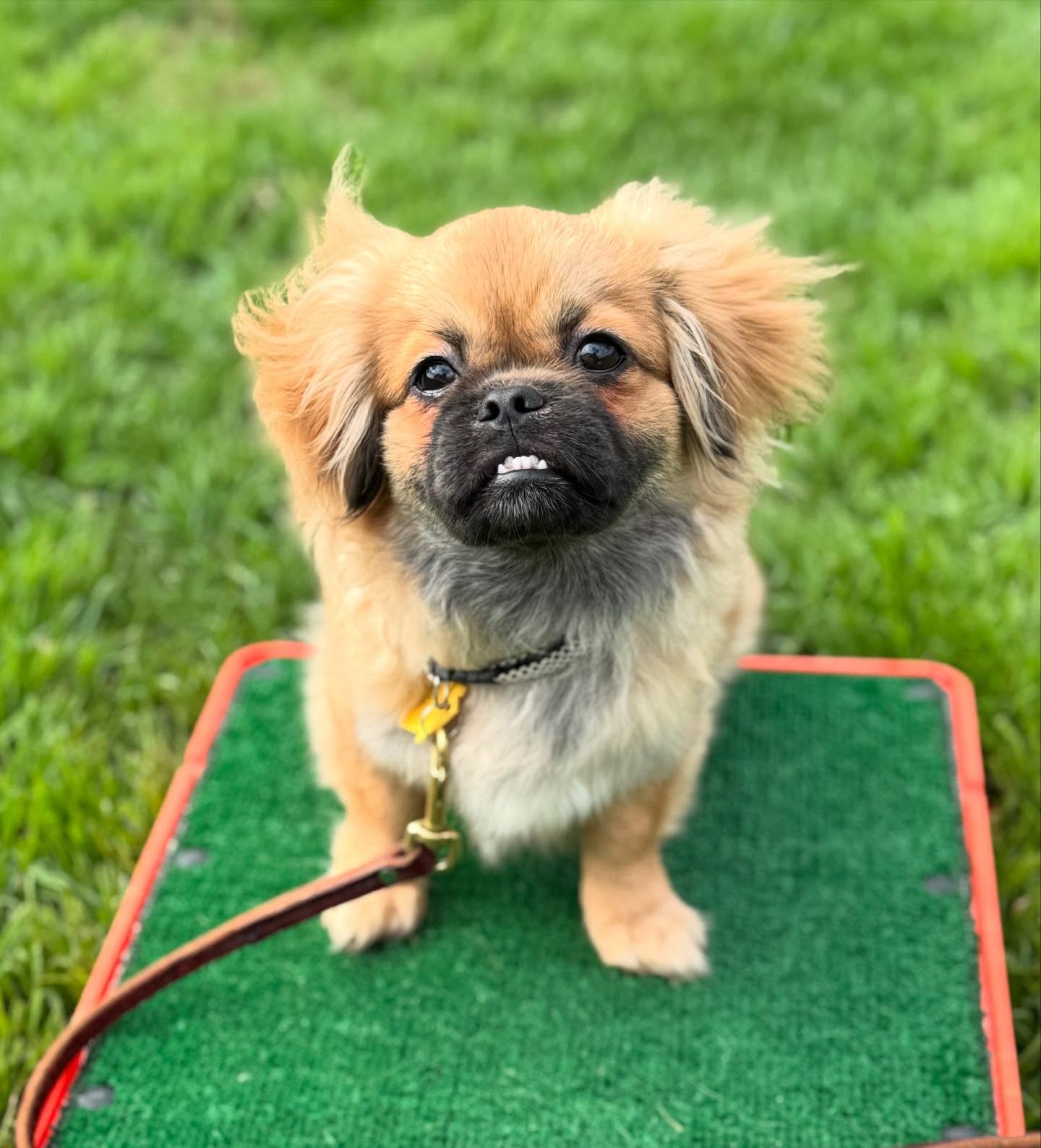 Suns back out ☀️ after a few too many gloomy days— These boys are HAPPY!!😄🐶
📞863-292-1190
🌐www.xcaliberk9.com
#dogtraining #k9ltw #dogobedience #pettraining #k9warriors #k9training #dogsofinstagram #k9ltw #dogoftheday #summervibes #petstagram #petlovers #dogsofsatx #dogsofsanantonio
#doglover #trainyourdog #k9