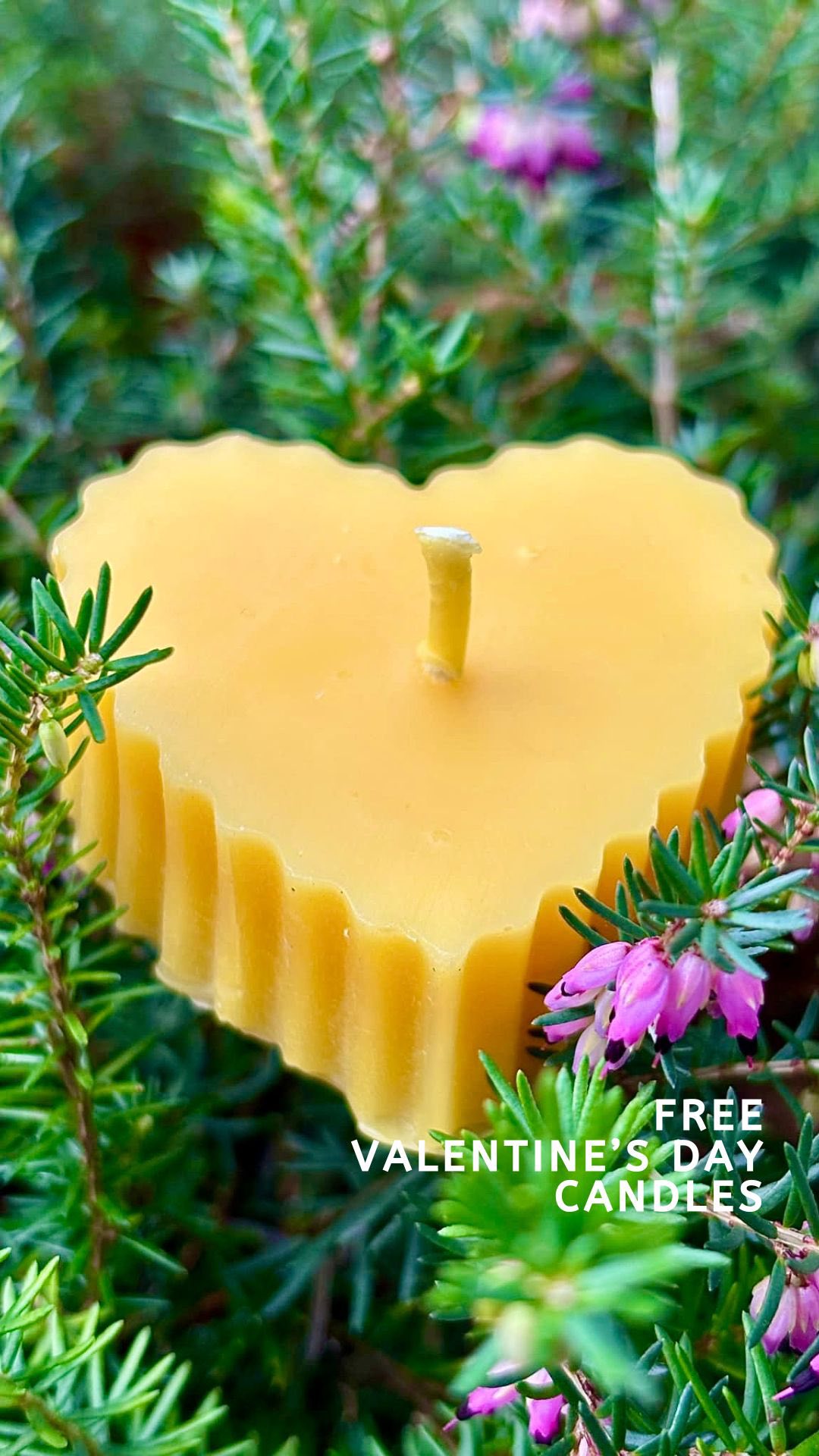 We know you are all romantics at heart, so we’re adding a little extra love to your orders!
From now until Valentine’s Day, every order of our 12oz honey will come with a FREE heart-shaped candle made with beeswax from our hives - perfect for setting the mood or gifting to someone special! 🕯🍯
#ValentinesDay #GiftIdeas #HoneyLove #OrganicHoney #RawHoney #BeeKind #ShopSmall #SupportLocal #SweetTreat #Candlelight #EcoFriendly #HandmadeCandles #Beekeeping #BeeHappy #SelfCare #spreadthelove #HealthyLiving #SweetTooth #SustainableLiving #honeybee #NatureLover #FarmToTable #NaturalGoodness #ArtisanHoney #GiftsForHer #GiftsForHim #RomanticVibes #LuxuryGifts #LoveAndLight #ValentinesGift