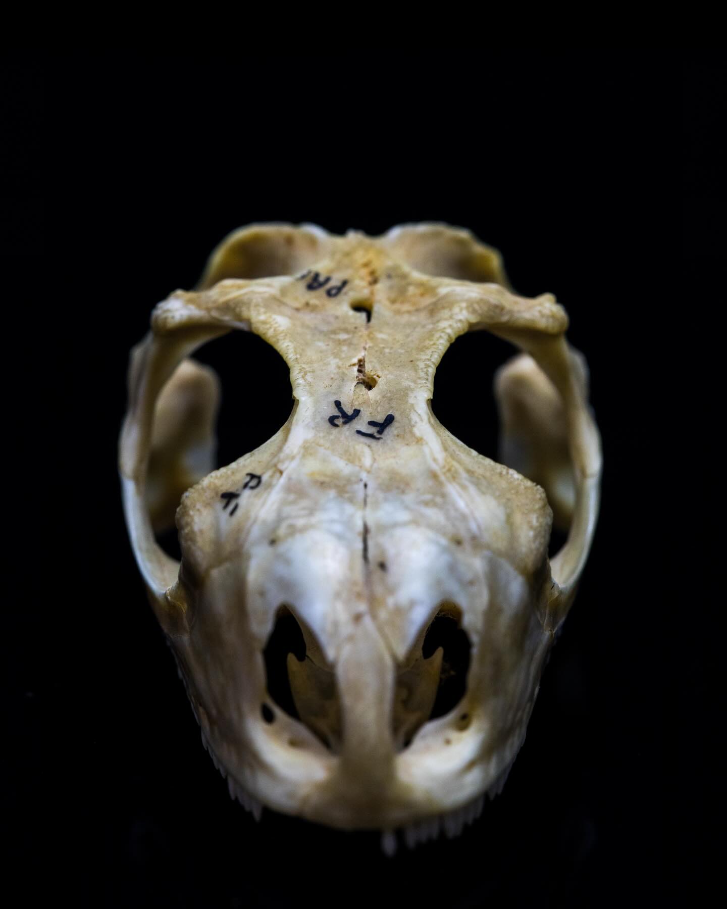 Skull #science #electronmicroscope #laboratory #scienceart #sciencephoto #scientific #scienceweek #research #lab #micro #microscope #microscopy #medicine #medicalsciencestudent #medicalstudent #macrophotography #mineralomics #bio #biology #bioimaging #biologylab #minerals #chemistry #material #engineering #physics #sciencecommunication #ucl #DDCSEM #Mineralomics