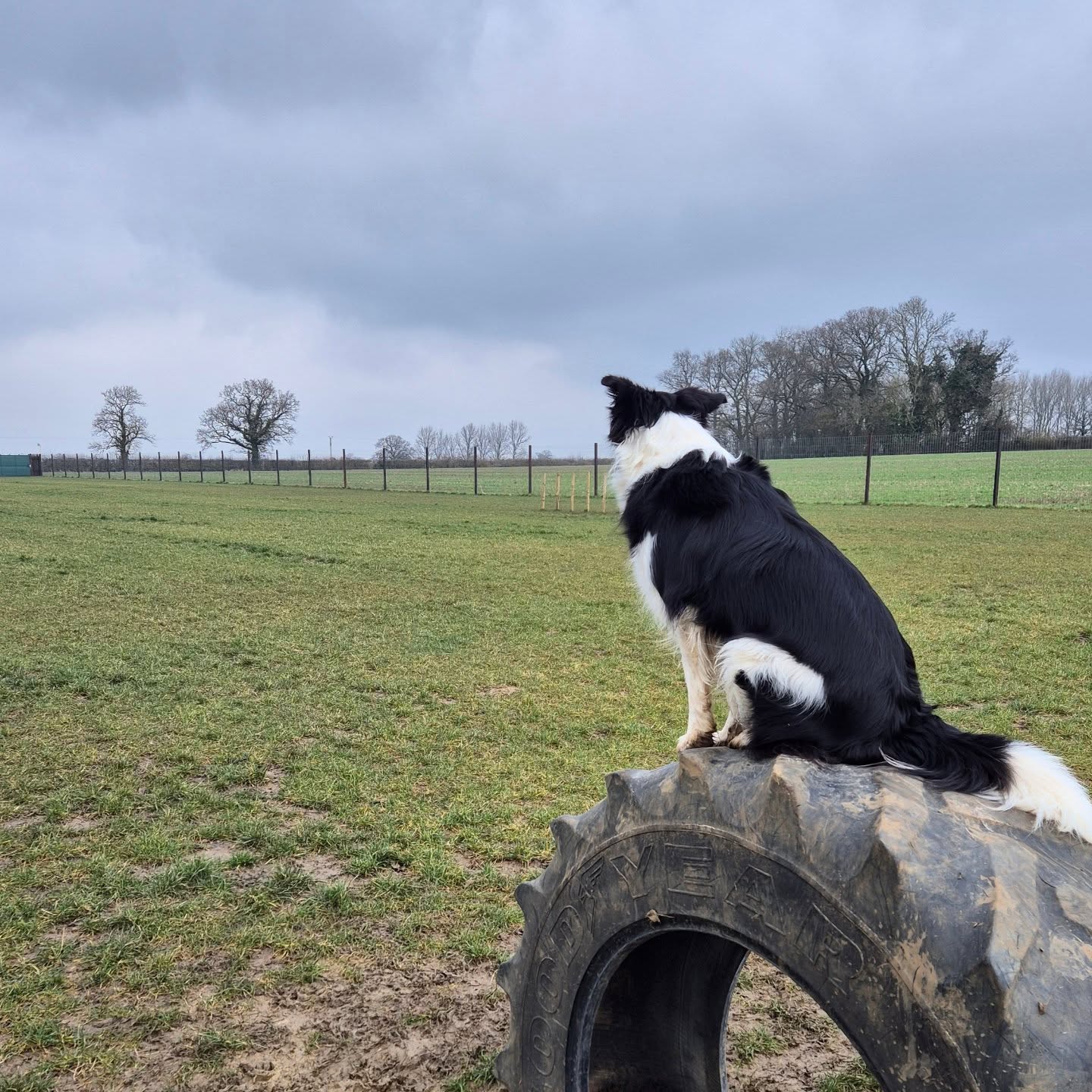 Dreaming of sunny days ☀️ and dry green grass 🌱
#BestInFieldEwen #dogtraining #dogfield #dogs