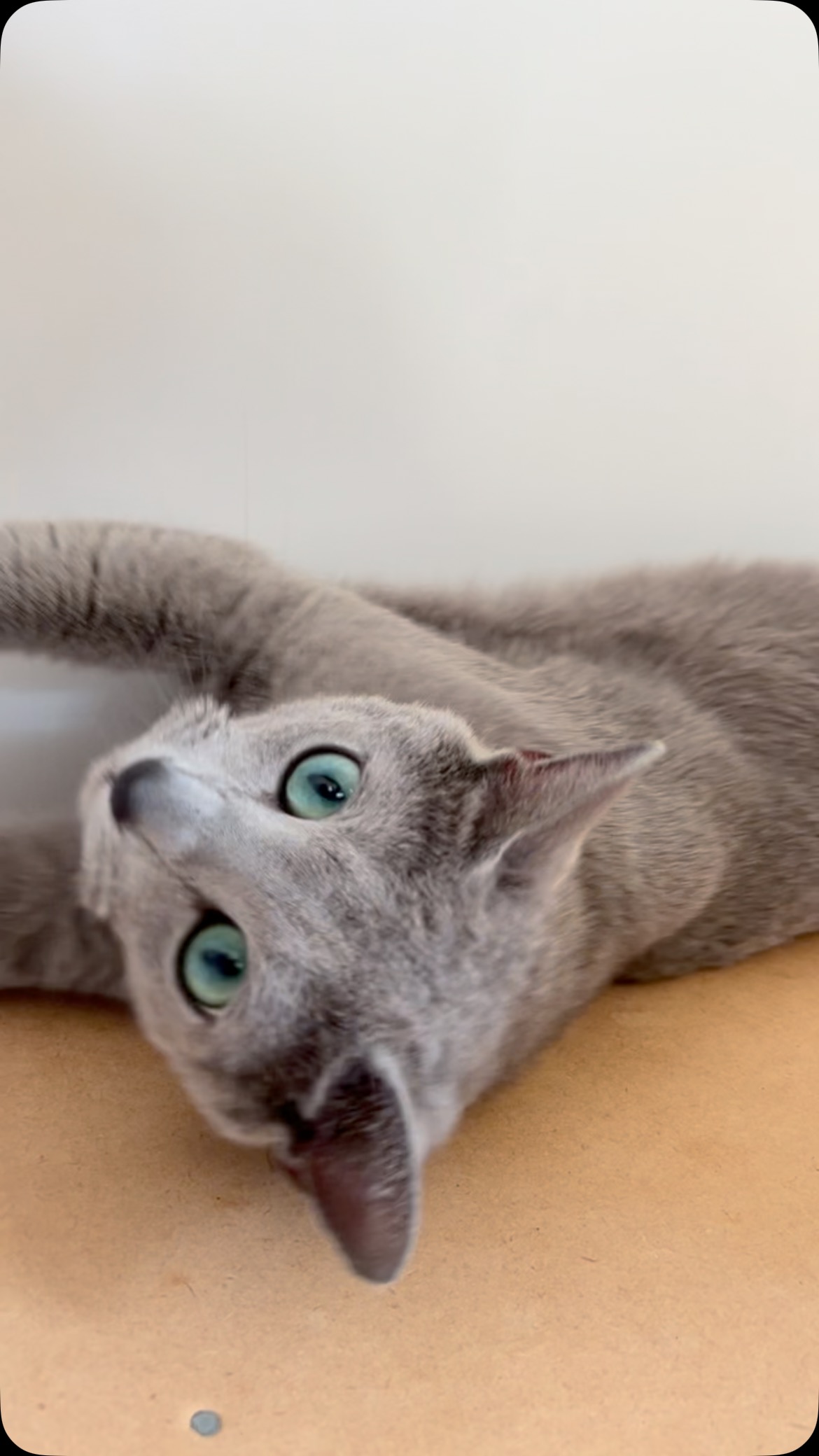 How to tell human to stay and give pets instead of making dinner 🩵🍗
#bestkitten #catofday #feedme #dinner #explore #explorepage, #foryou #trending #instagood #love #russianbluekitten #cats_of_world #besties #russian #catsofinstagram #catlover #catlife #cats_of_world #dailylook