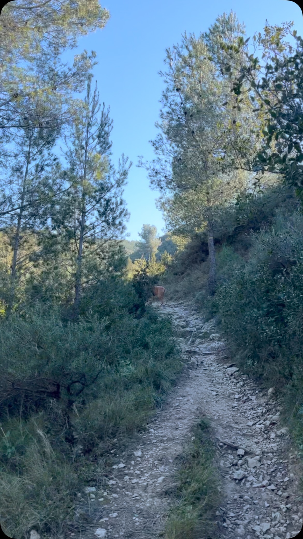 Hello Hikers,
This Sunday we will be hiking a loop around the charming village of Boulbon.
8.5 kms
Medium uphill inclines
Lovely views of a caslte and a windmill
You can opt for a one off hike or purchase a Hike Provence Pass www.hikeprovence.com
If you’d like to join us send me a message
Don’t forget your picnic
Charli
Come hike with us!
#hikeprovence #grouphike #远足 #provence #provenceguide #exploreprovence #hiking #hikingadventures #冒险 #ارتفاع #인상 #picnic #adventure