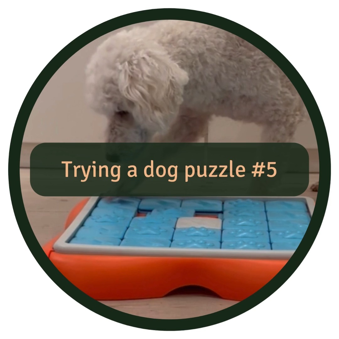 🧩🐶 Time to review some more puzzles from @nina_ottosson!
👍 We really liked the ‘Tornado’ and ‘Challenge Slider’ because they have multiple compartments, making them more challenging and engaging for the puppy. They also work well for serving a full meal.
🏆 Final scores:
Tornado - Level 2 = 8/10
Challenge Slider - Level 3 = 8/10
Twister - Level 3 = 7/10
Multipuzzle - Level 4 = 7/10
(Scores are based on one individual dog and will vary depending on the dog’s experience and learning progress.)
This review isn't sponsored, it’s just genuine puzzle love. ❤️
Some general puzzle advice 👇
🧠 Mental stimulation is just as important as physical exercise for your dog's well-being. A simple way to add daily mental enrichment is by serving your dog's food in a puzzle instead of a bowl. This makes mealtime more fun and engaging!
⚖️ Balance is key: Help a bit, but not too much. Keep it challenging enough for a mental workout without causing frustration.
🚨 Plastic puzzles are durable, but watch out for curious nibblers—puzzles are for solving, not chewing!
🔇 For a quieter experience, we typically use puzzles on a carpet to ensure stability and prevent any unsettling sounds on hard floors.
🧩🌍 Eco-friendly tip: Consider swapping puzzles with friends or buying second-hand puzzles to give them a new life!
#dogpuzzle #mentalstimulationfordogs