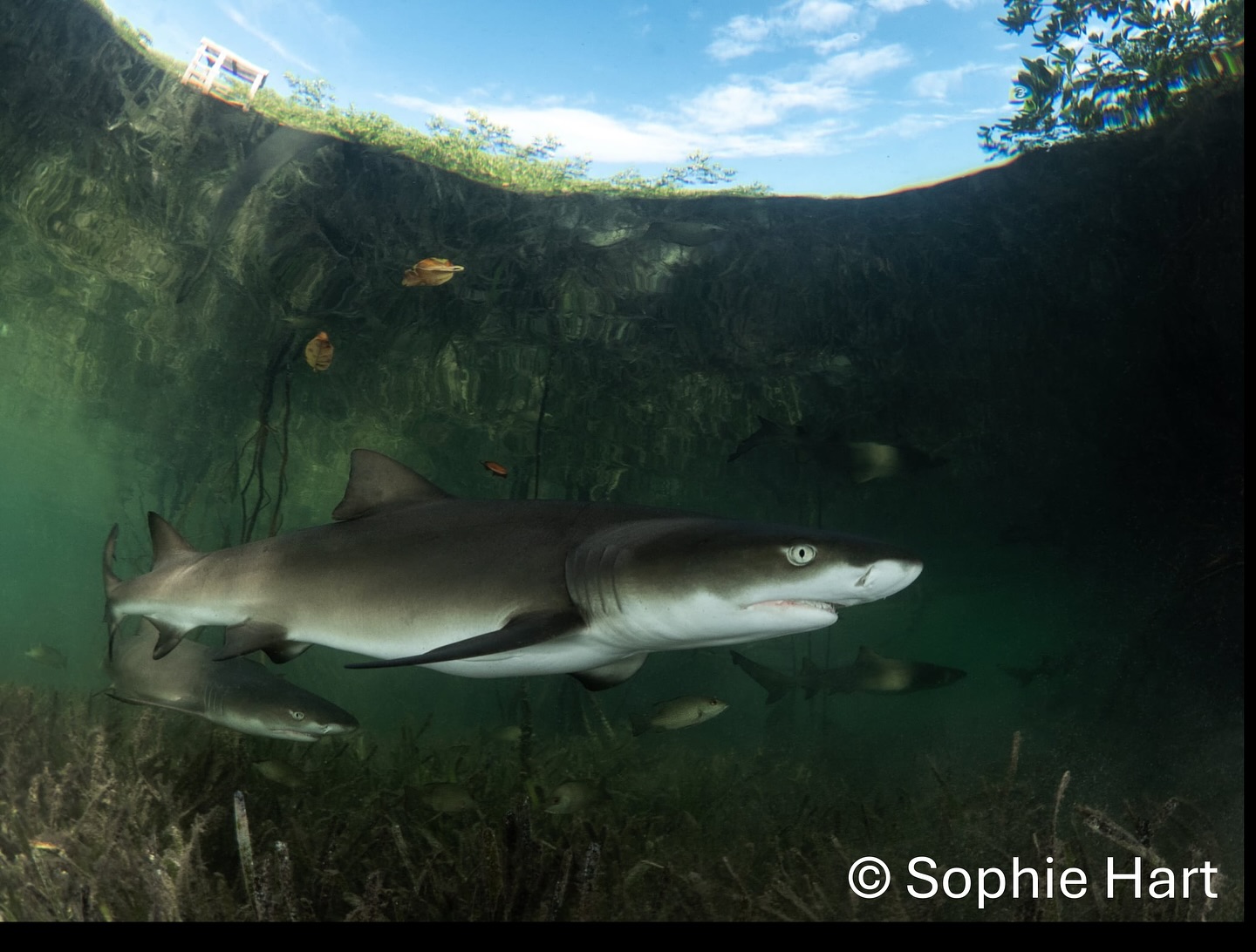 New shark science from PEAC Lab! 🦈📈📉🏝️
Published last week in the leading journal Ecology and led by PEAC Lab alumni Dr Evan Byrnes, this novel work on lemon sharks in Bimini, Bahamas, reveals how the relationship between metabolic rate & home range size is more complex than we originally thought. This demonstrates the value of contemporary tagging technologies for better understanding species spatial ecology, and highlights the importance of empirically testing existing theory. Head to story highlights for a link to the paper & our blog!
Congratulations Evan & team!
All work on animals conducted under research permits. 📸 Sophie Hart & Michael Scholl. Funding from Save Our Seas Foundation.
@uniofexeter @murdochuniversity @biminisharklab @saveourseasfoundation @universityofbasel