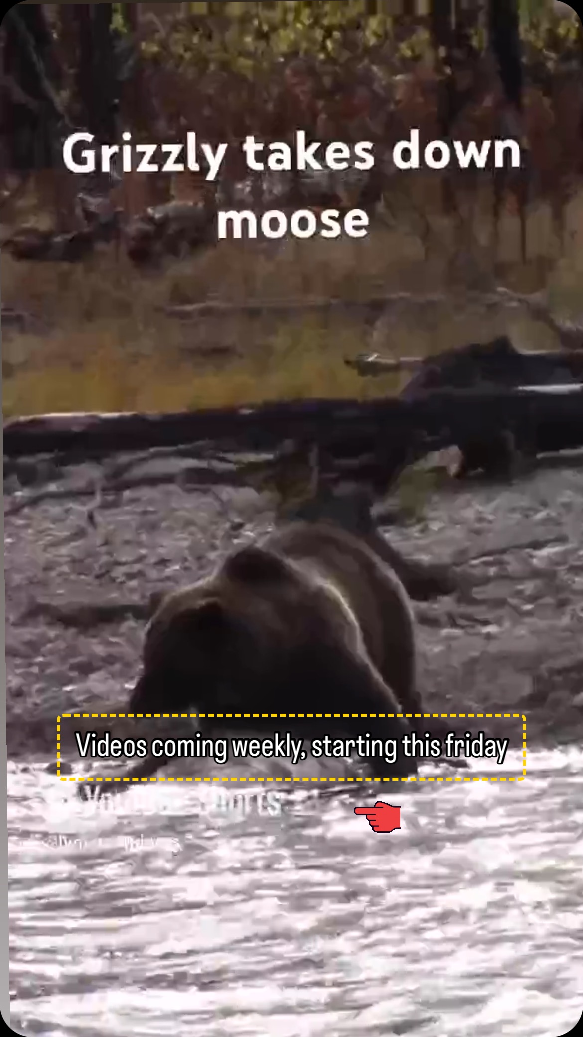 Grizzly takes moose down in front of moose hunting shack. Will share the rest of this story soon on YouTube #grizzlybear #wildanimalattacks #bearkillsmoose #wildanimals