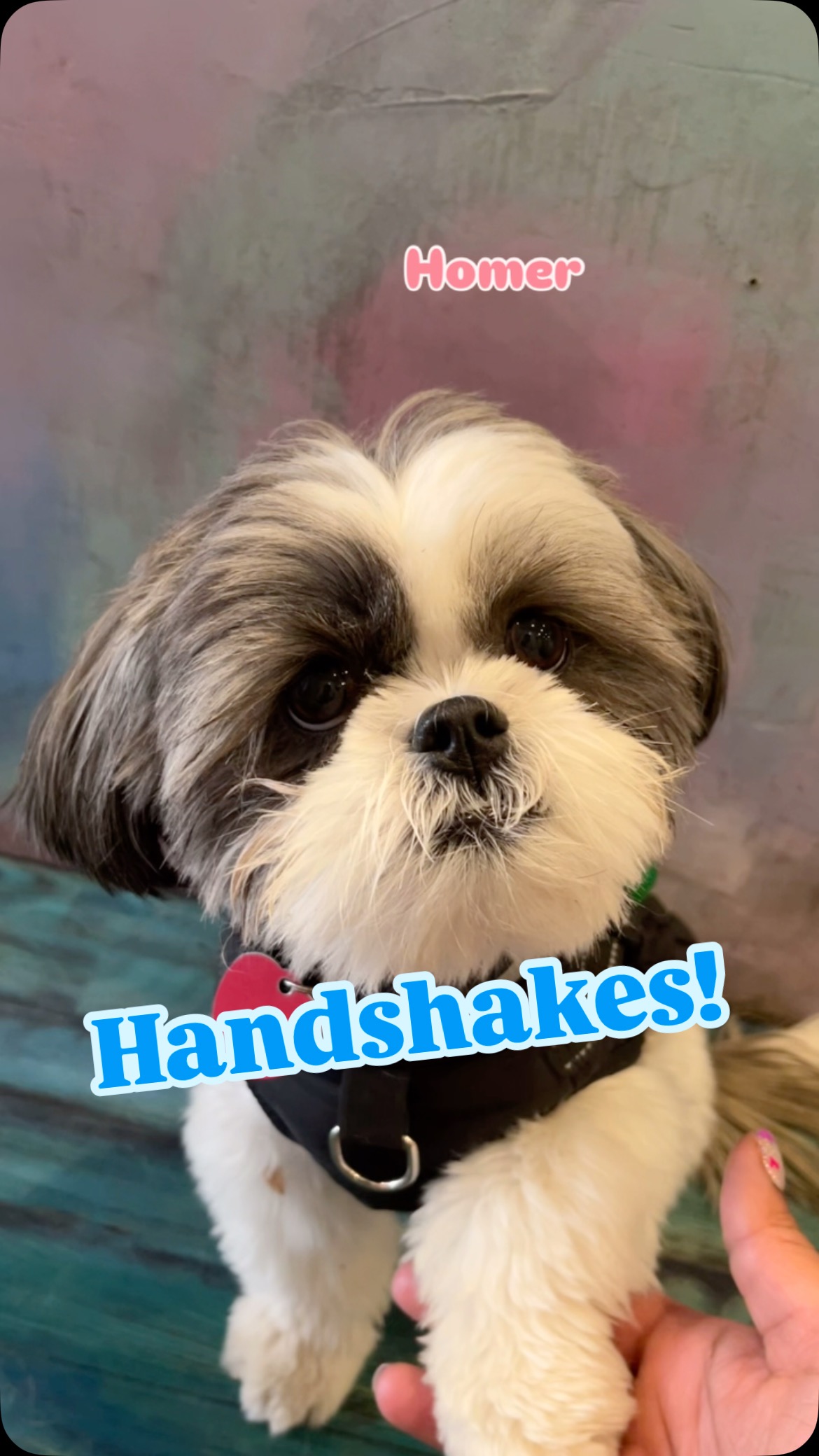 Who do you think has the best handshake? 👇
(Part one)
#dogdaycare #dogdaycare #brooklyn #nycdogs #puppies #flatbush #dogtraining #dogpaw #doghighfive
