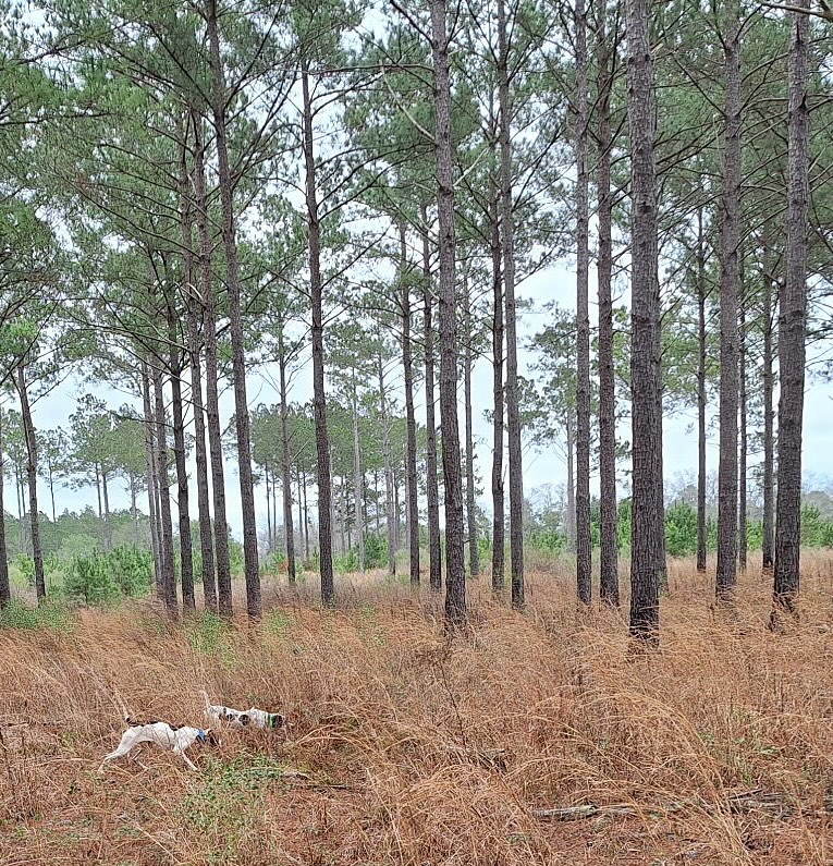 Prestig Pointers pups lighting up the Alabama flat woods