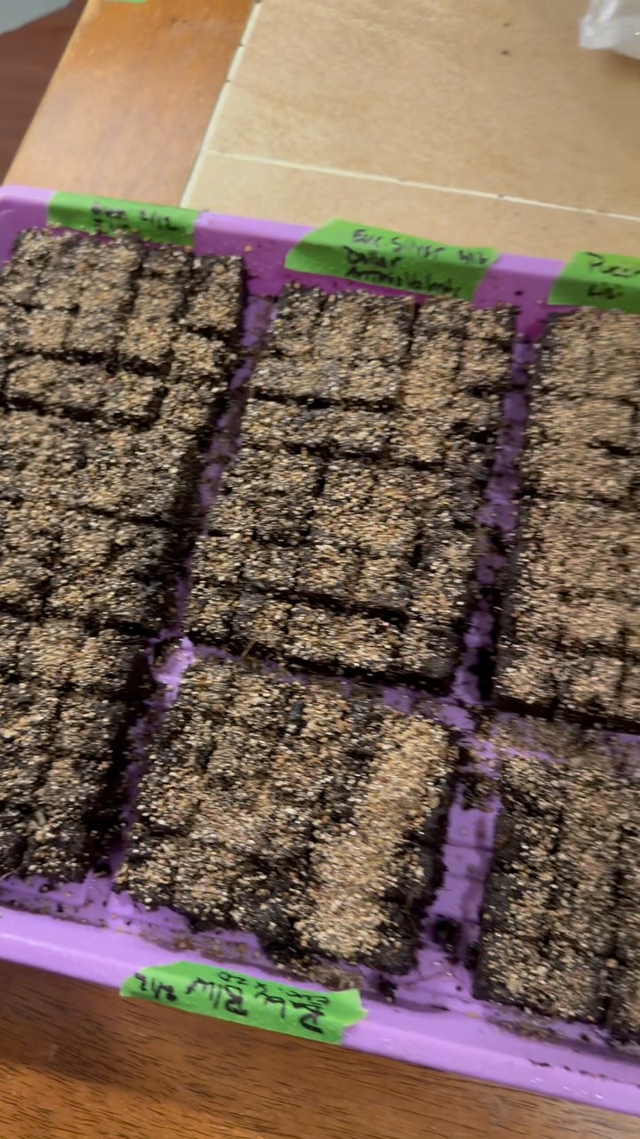 #soilblocks with Bella! (And an old fashioned and ACOTARš
)
Got the last of the 8-10 āWeeks before last frostā seeds planted! See ya soon, plant bbs!
#flowerfarm #smallfarm #flowerfarmer #blooms #garden #cutflowers