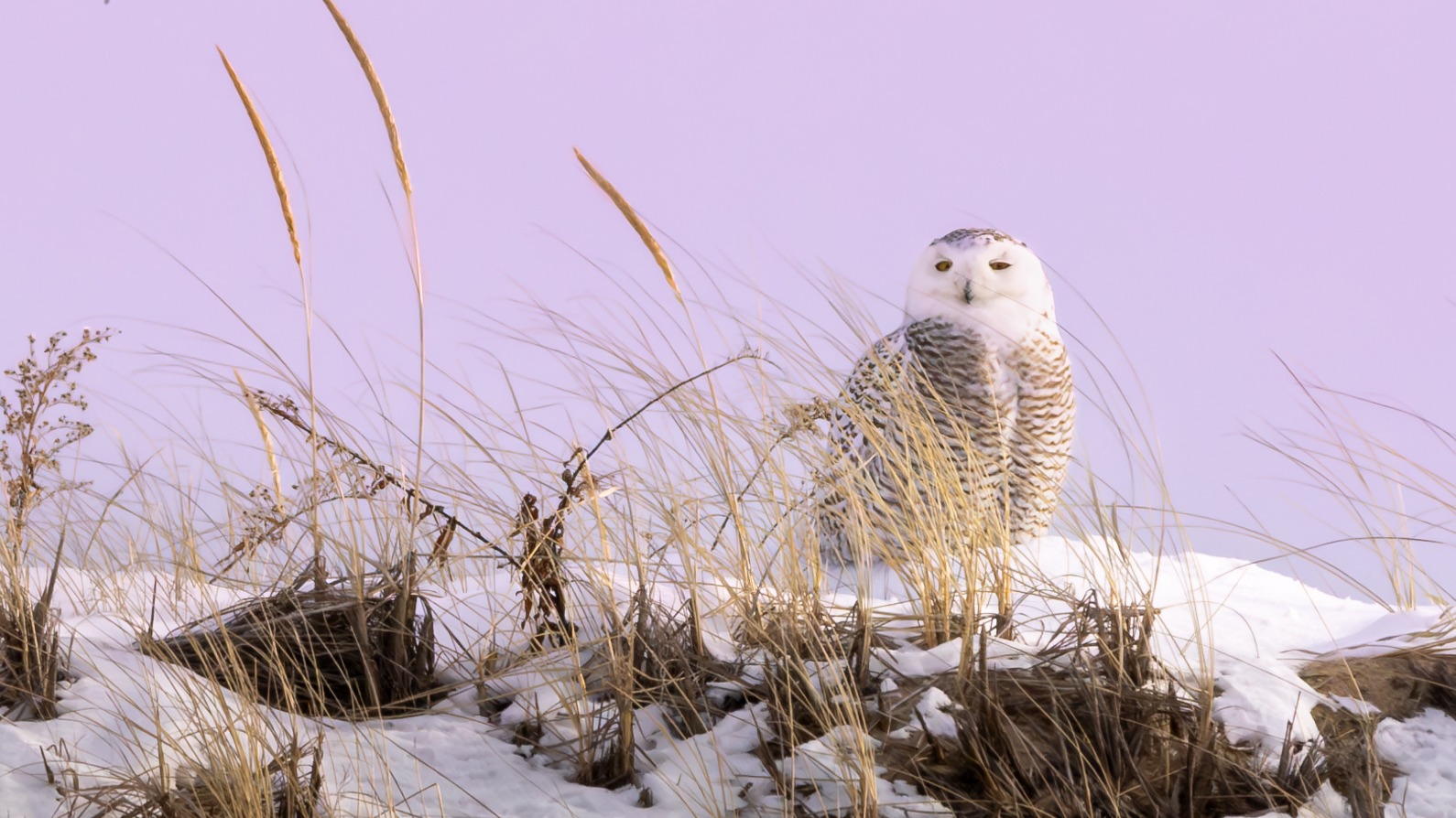 My snowy moment...
