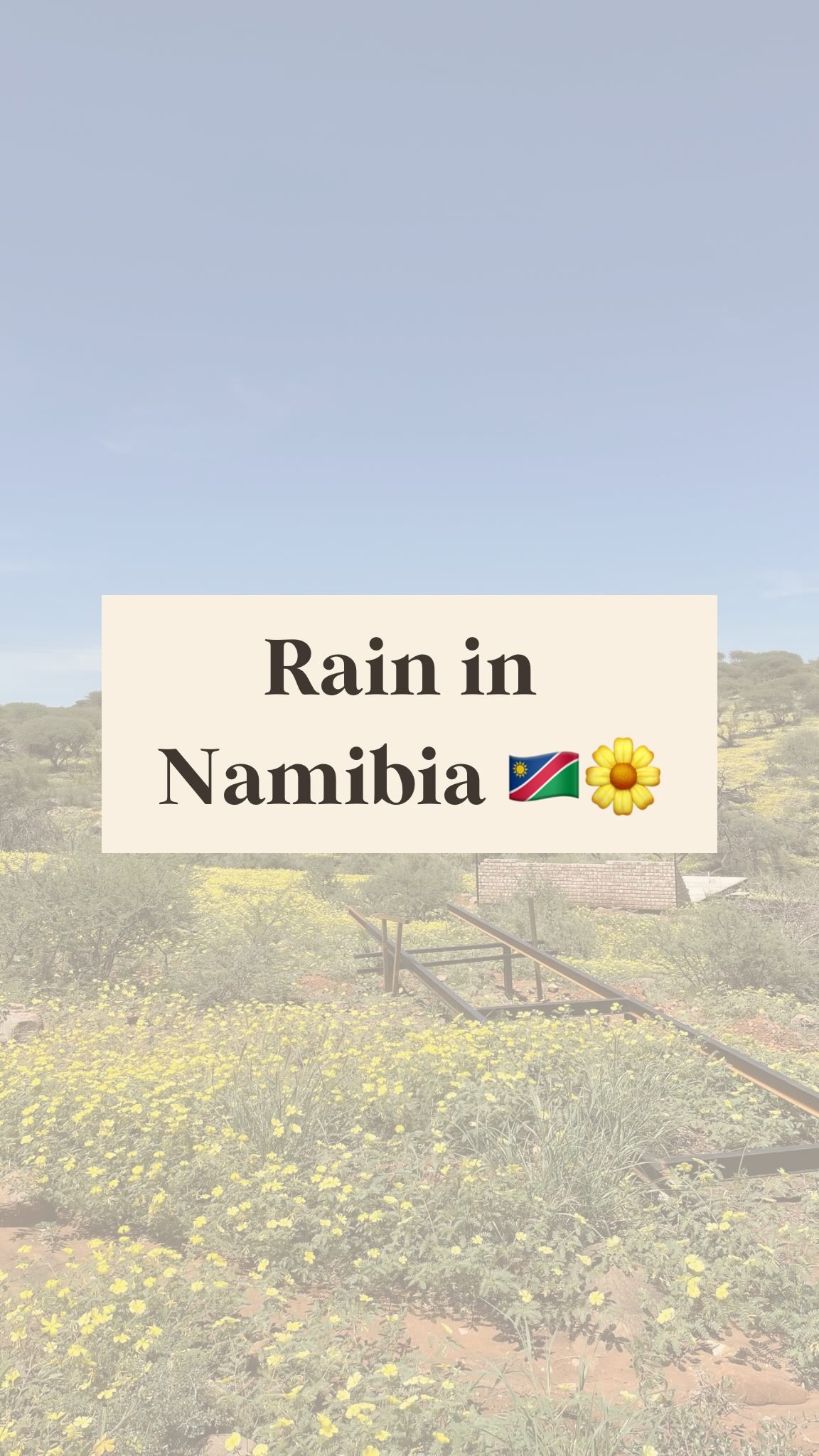 Was ein bisschen Regen in Namibia ausmacht 🇳🇦🌼
So viele Blüten habe ich noch nie gesehen, außer ein einziges Mal in der Nähe von Maltahöhe, wenn es genug regnet blühen dort Lilien in einem Kilometergroßen Gebiet auf einer Farm 🌧️
What a little bit of rain can do in Namibia 🇳🇦🌼
I’ve never seen this many flowers besides one time, close to Maltahöhe, where Lilies start blooming if it’s raining enough 🌧️
#namibia #africa #rain #rainseason #lodge