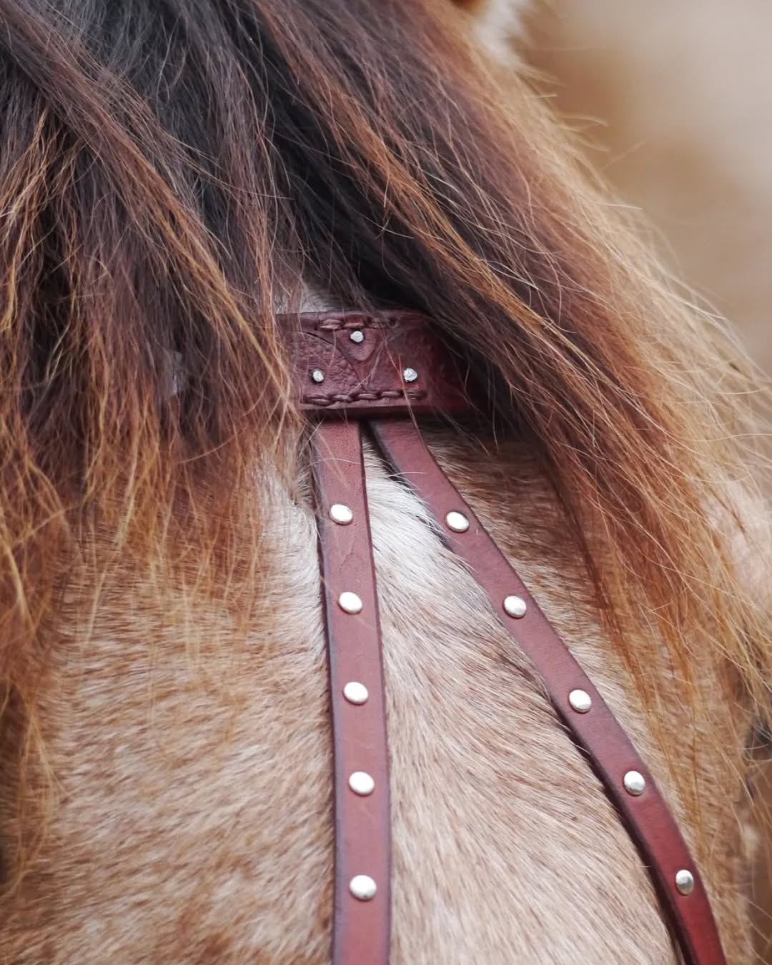 Helemaal verliefd op deze details! 🤎🤍
Deze frontriem hoort bij de middeleeuwse set met blad ornamenten, geïnspireerd op botanische illustraties uit 15e eeuwse manuscripten. Je ziet wel vaker dergelijke decoratieve elementen opduiken in deze periode, zowel in boeken, houtsnijwerk, textiel, ...
Kortom: het illustratieve en decoratieve was toen al alomtegenwoordig in de cultuur! Binnenkort mogen jullie dan ook een post verwachten waar ik m'n inspiratie wat verder bespreek 😄
Model: Sano @loukinsano
#medievalinspired #atelierbyerica #handmade #leatherwork #horsetack #15thcenturyreenactment #15thcentury