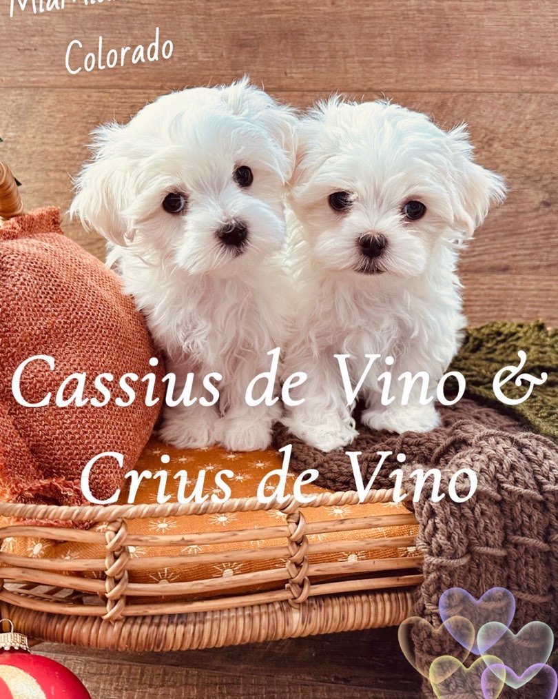 We have two sweet boys available after February 21,2025 both puppies come with a Puppy Starter Kit