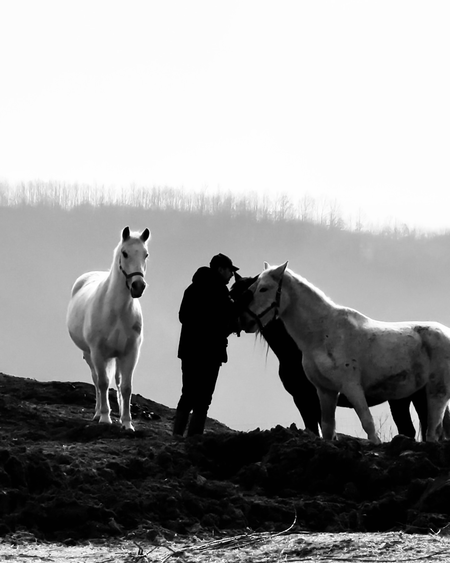 In our wild wild valley in a middle of nowhere…Lord, Bernie, Murga and I in one of those loving moments 🤍🤍🤍 #wildromania #regenerativefarming #foodismedicine #grassfedbeef #horse #horsepower