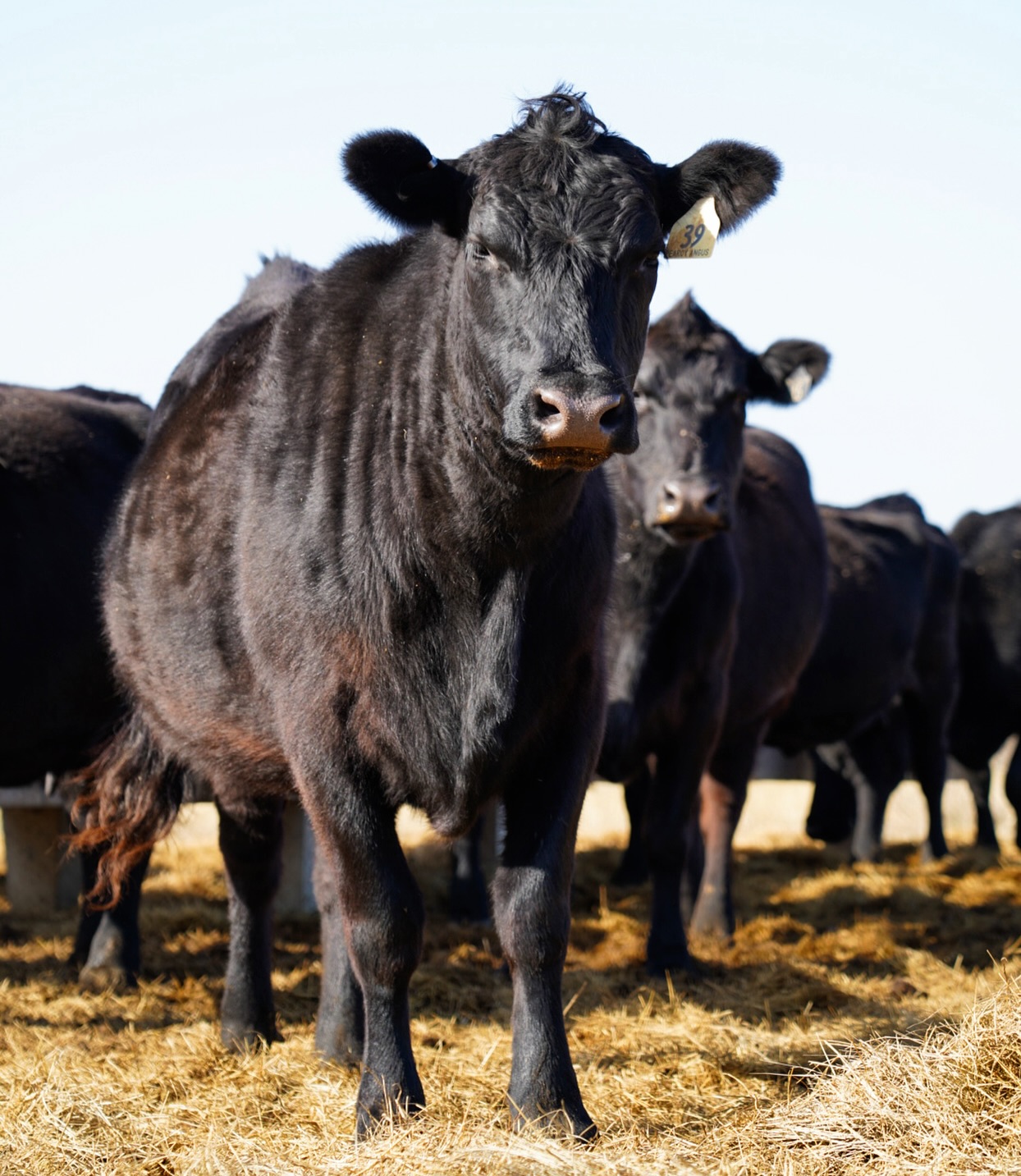 Our momma cows are looking healthy and thriving this winter 💪🏼