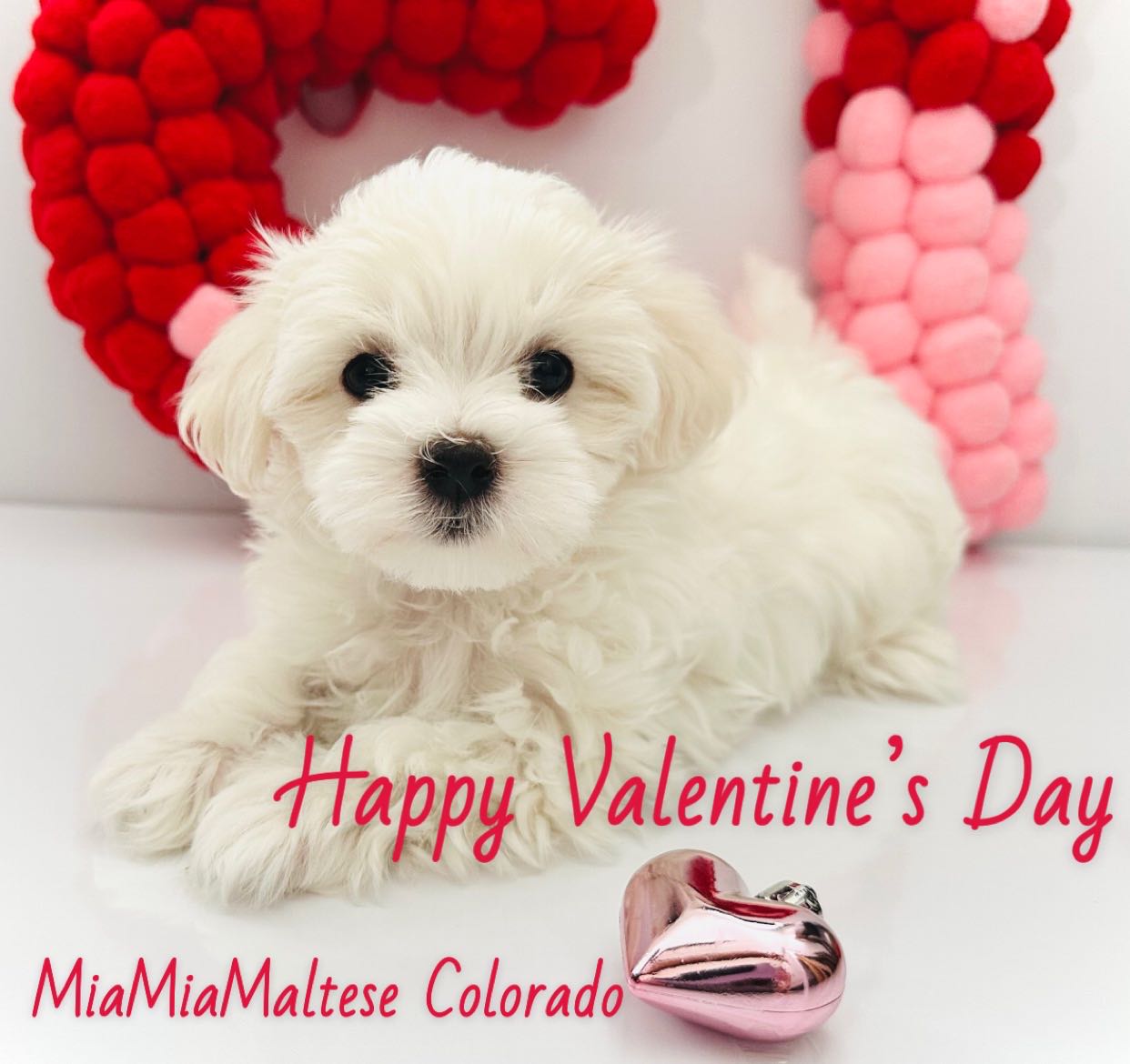Happy Valentine’s Day! 💕 #puppy #puppylove #maltese #maltesepuppy #cute #cutedogs #love #valentines #animals #foryou #baby #babygirl #babyboy #malteselovers #doglovers #bark