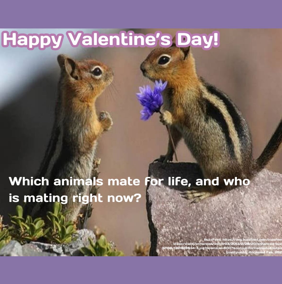 Happy Valentine’s Day, everyone! 💓 swipe to learn some species that mate for life, and one that’s mating right now!