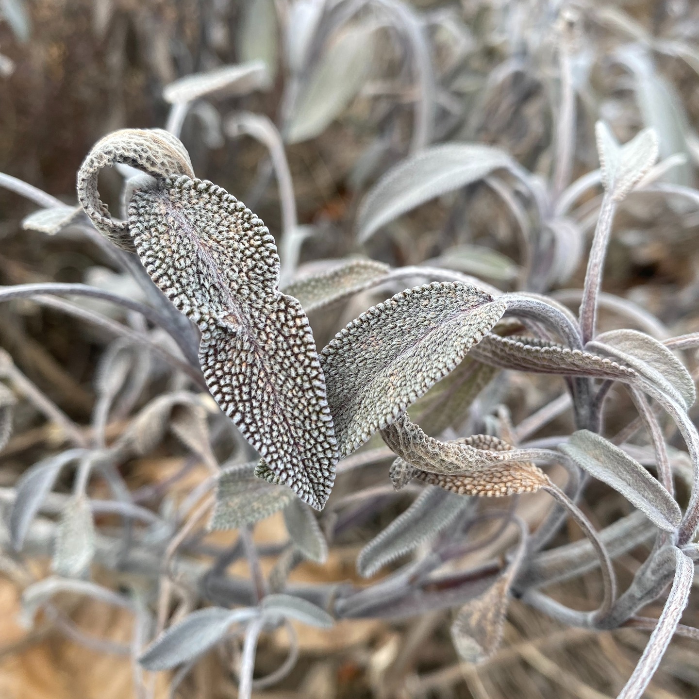 Spring and summer get a lot of glory but these winter textures in the garden are speaking my love language 😍
#winter #garden #perennialplant #flowermagic #gardeninspo