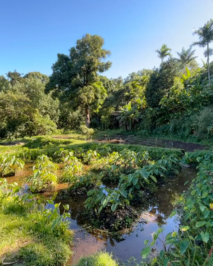 🌱 It’s been a while since we’ve shared an update, but we’re still here—rooted, growing, and holding the same vision for our lāhui. ‘Aha’āina remains committed to restoring our ʻāina, reviving our loʻi kalo, and strengthening the connection between our people and place. Mahalo to everyone who continues to support this movement. Stay tuned for more updates soon! p.s. can you spot da Uahiapele?
#AhaainaONiulii #AlohaAina #KaloIsLife #Haloa #Kohala #Aloha #Aina #alohaaina #hawaii #wai #waiola #hawaiilife #lahui #moku #niulii #kauhale #community #Ea #ea #malama #native #regenerativefarming #LandBack #instagram #indigenous #stewardship