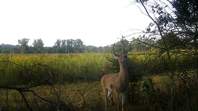 White-tail deer and invasive honeysuckle are creating a tough environment for native saplings to thrive.
Invasive honeysuckle has dense growth which blocks sunlight, drains nutrients from the soil, and stunts the growth of native saplings. With white-tailed deer grazing on the plants that are already limited, generating new native plants becomes even harder. Protecting native plants is key to maintaining plant diversity and a lively ecosystem! 🌱
#WildLifeWednesday