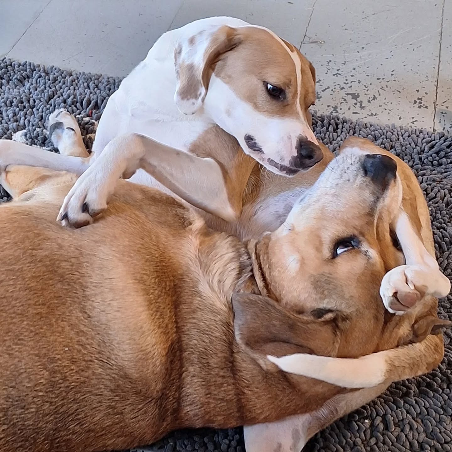 A match made in heaven...or so she keeps trying to convince him. 💕