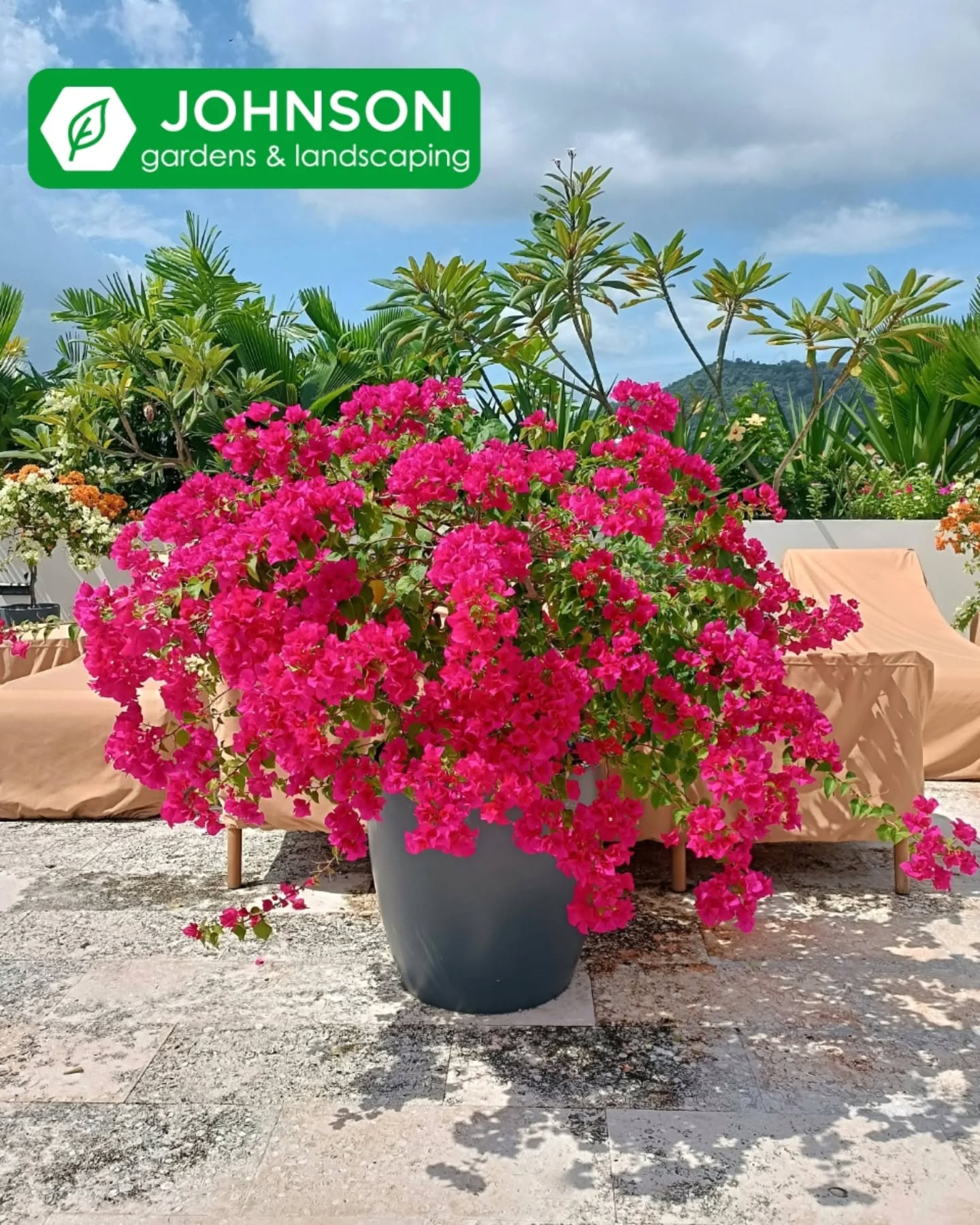 Veraneras en Verano 🤲🏻☀️🌿🏵️
.
.
Diseño y Mantenimiento Periódico 📱6174-9092
#paisajismo#landscaping#panama#jardineria