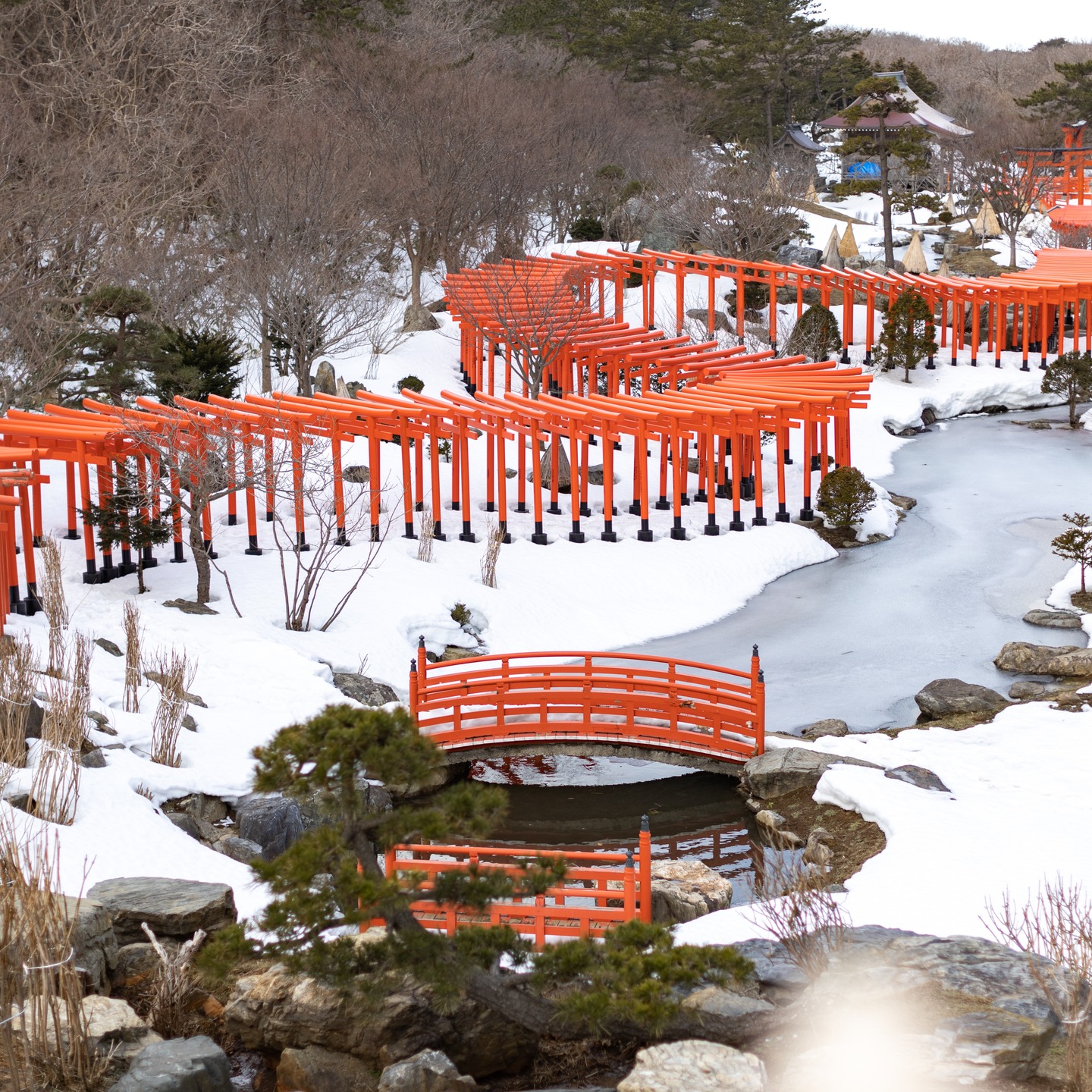 While Kyoto's Fushimi Inari Taisha is the most famous Inari shrine with thousands of torii gates, there is also the stunning Takayama Inari Shrine in Aomori. The shrine features a long path lined with countless vermillion torii gates, creating an enchanting and mystical atmosphere that draws visitors to explore its beauty.
.
The torii gates at Takayama Inari Shrine look different and captivating throughout the year. In spring, the cherry blossoms complement the red gates; in summer, the vibrant greenery surrounds them; and in winter, the snow-covered landscape enhances the contrast with the red gates. From a viewpoint behind the shrine, you can get a panoramic view of the torii, with numerous stone fox statues adding to the sacred ambiance.
.
Takayama Inari Shrine is said to have been established during the Kamakura to Muromachi period and enshrines deities such as Uka-no-Mitama-no-Kami, Satahiko-no-Kami, and Omiya-me-no-Kami. These gods are believed to bless the community with abundant harvests, safe sea travel, and prosperous business, making the shrine a significant place for worshippers seeking protection and success.
.
.
.
提到擁有著名千本鳥居的稻荷神社,京都的「伏見稻荷大社」通常是最受矚目的,但其實青森也擁有一座同樣美麗的「高山稻荷神社」。這裡的朱紅色鳥居沿著山道延伸,數量繁多,形成一條充滿神秘感的美麗道路,吸引著來自各地的遊客前來探索。
.
高山稻荷神社的鳥居在四季中展現出不同的迷人風景。春天,櫻花與鳥居交相輝映;夏天,綠意盎然;冬季,白雪覆蓋大地,與紅色鳥居的對比更顯壯麗。從神社的高處可以俯瞰整個鳥居的景象,還可以看到許多石狐雕像,象徵著稻荷神的使者,增添了神聖氛圍。
.
據說,高山稻荷神社的歷史可以追溯到鎌倉與室町時期,主神包括宇迦之御魂命、佐田彦命和大宮能売命,這些神祇守護著五穀豐饒、海上安全與商業繁榮。神社成為了當地居民及遊客來此祈求順利與保護的神聖場所。
.
.
.
.
.
#japanguide #triptojapan #travelinjapan #visitjapanjp #visjtmyjapan #jntosg #visitjapanphillipplines #jntoid #visitjapanAU #japanrevealed #travelgraphy #travelgram #traveling #trending #japanese #instagram #TakayamaInari #InariShrine