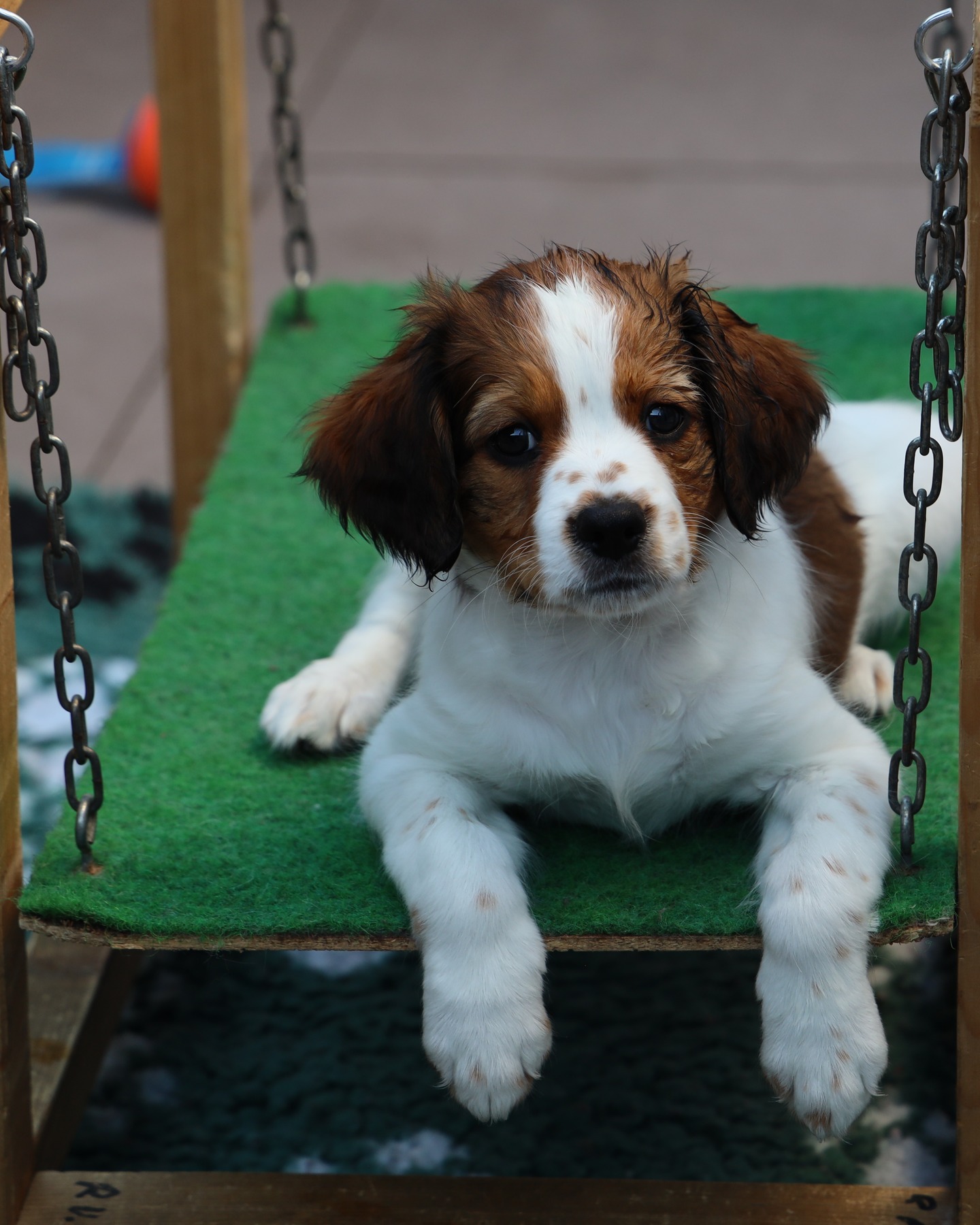 ✨ Spannend nieuws! ✨
Onze lieve Freya is klaar voor haar eerste nestje! 🐶💛
Haar gezondheid is grondig getest en ze is vrij van erfelijke aandoeningen. We hebben al een mooie en lieve reu op het oog, en nu wachten we op het juiste moment…
Wil je haar reis naar het moederschap volgen? 🐾
In onze nieuwste blog lees je alles over Freya, haar gezondheid en de spannende stappen die nog komen.
📖 Lees de blog over het verwachte nestje in 2025 via de link in de bio!
📩 Interesse in een pup? Neem contact met ons op via het contactformulier op de website.
#Kooikerhondje #HetGooisForest #Kooiker #kooikersofinstagram #kooikerpuppy