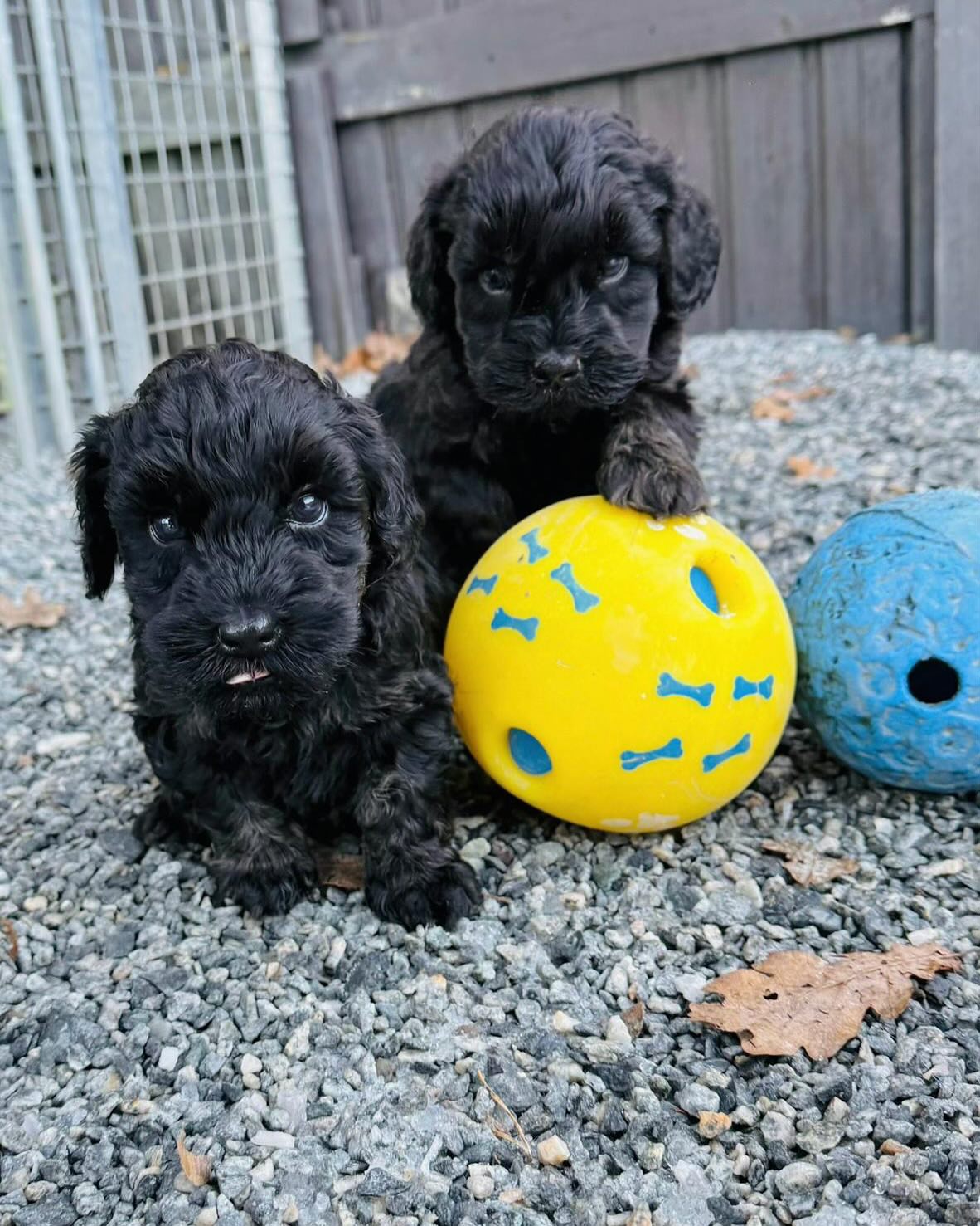 Disse skjønne etter Neville og Reilly er leveringsklare denne uken🥰🐶 snart reiser de til sine nye hjem❤️ #dog #dogsofinstagram #puppy #puppylove #puppiesofinstagram #puppylife