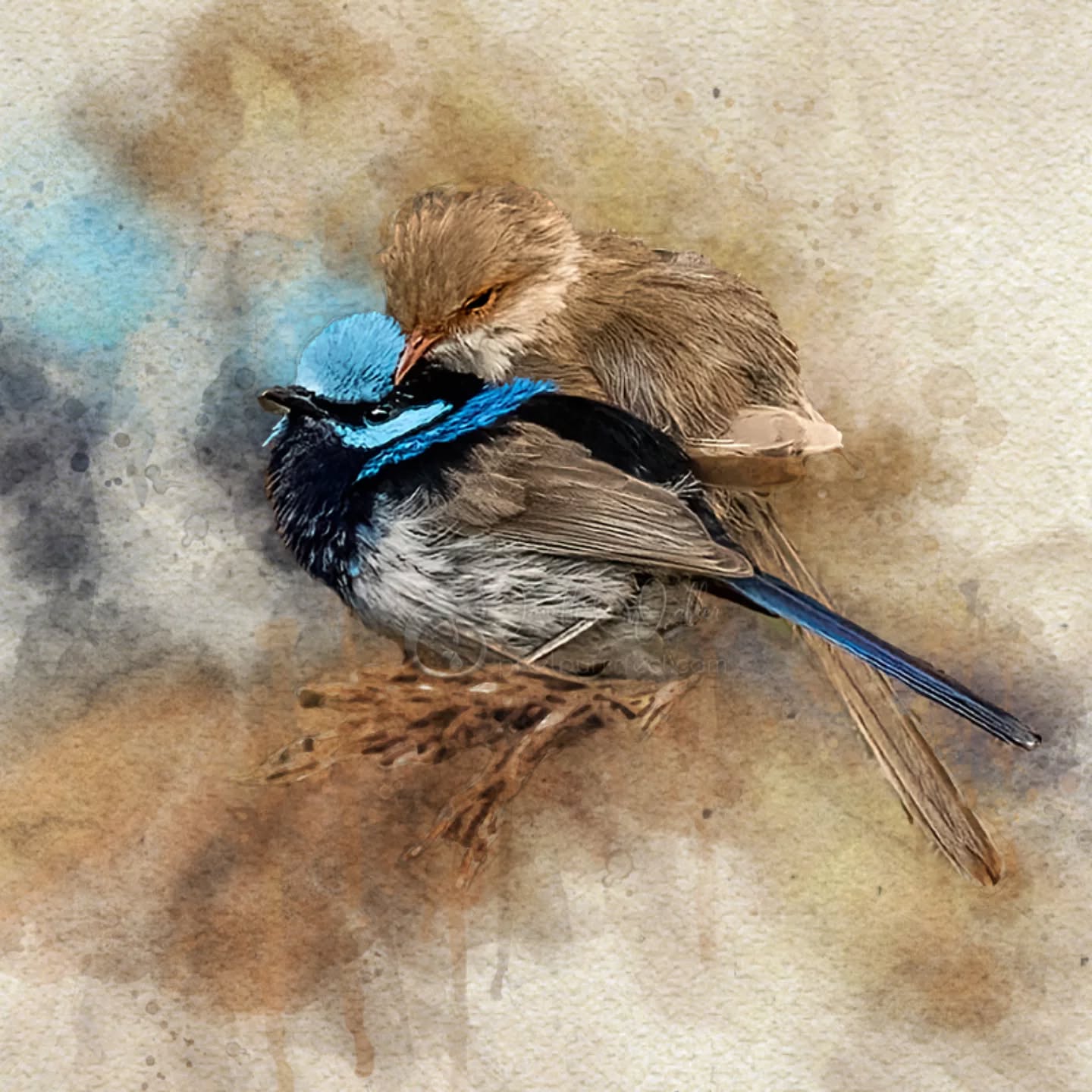 Happy #Valentine's Day
.
.
.
.
.
.
.
.
.
.
.
.
.
.
.
#pixelpurrrfectphotography #exquisitepics20_australia #rebel_artandedits #mcl_arts #illustrious_art #artistry_flair #wrensday #edit_lovers_united #wildlife_artistry #birdsofaustralia #Creative_AnimalArt #bpa_arts #photo_creation_silver #rebels_nature #rebels_united #fairywren #wonderland_arts #galleria_of_grace #illustrious_magic #dreamland_arts_of_nature #rawedit_ #exquisitepics20_animals #australianbirds #wildlife_artists #fairywrenproject #nature_perfection #everything_imaginable #gf_edits