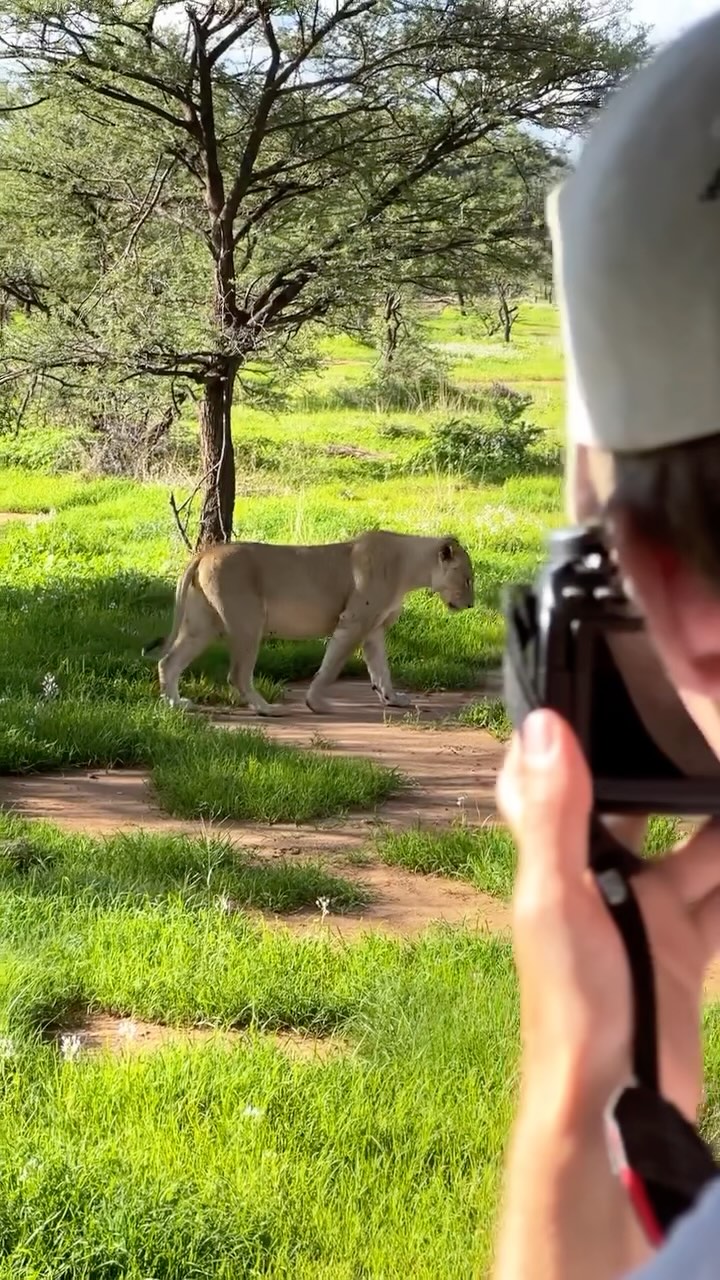 CAUGHT IN THE ACT 🦁
Got the opportunity to watch this majestic lioness feed on a waterbuck she had caught the previous day. After a good few bites, she went straight to “bed”.
📍Erindi Private Game Reserve, Namibia
#namibia #lion #travel #travelnamibia #africa #idreamnamibia