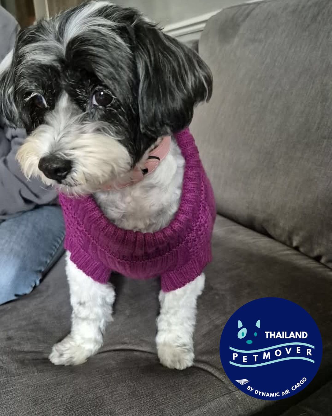 🇹🇭 🛫 🇬🇧
Say hello to Milly in her new home! She arrived safely and reunited with family in Manchester 🥰
——————————————————
🐶 Thailand Pet Mover
🐱 Where Pet Lover Meets Pet Mover
🐰 Inquire via LINE: @thailandpetmover
🐯 Or Email: service@dynamicaircargo.com
🐹 Our DMs are not monitored
🐷 A trade mark service managed by Dynamic Air Cargo, a member of IPATA and IATA.
——————————————————
Please make sure you contact direct to our customer service team
#bangkok #traveller #importer #exporters #animals #thailandpetmover #petrelocationservices #petrelocation
#animallovers #pet #petmoverthailand #petshipping #dynamicaircargo #thailandpetrelocation #petrelocationthailand
#worldwideshipping #petmover #petlover #cats #doglover #ขนส่งสัตว์เลี้ยงไปต่างประเทศ #หมา #แมว #ขนส่งสัตว์เลี้ยง #doglovers #dogs #pets #petboarding