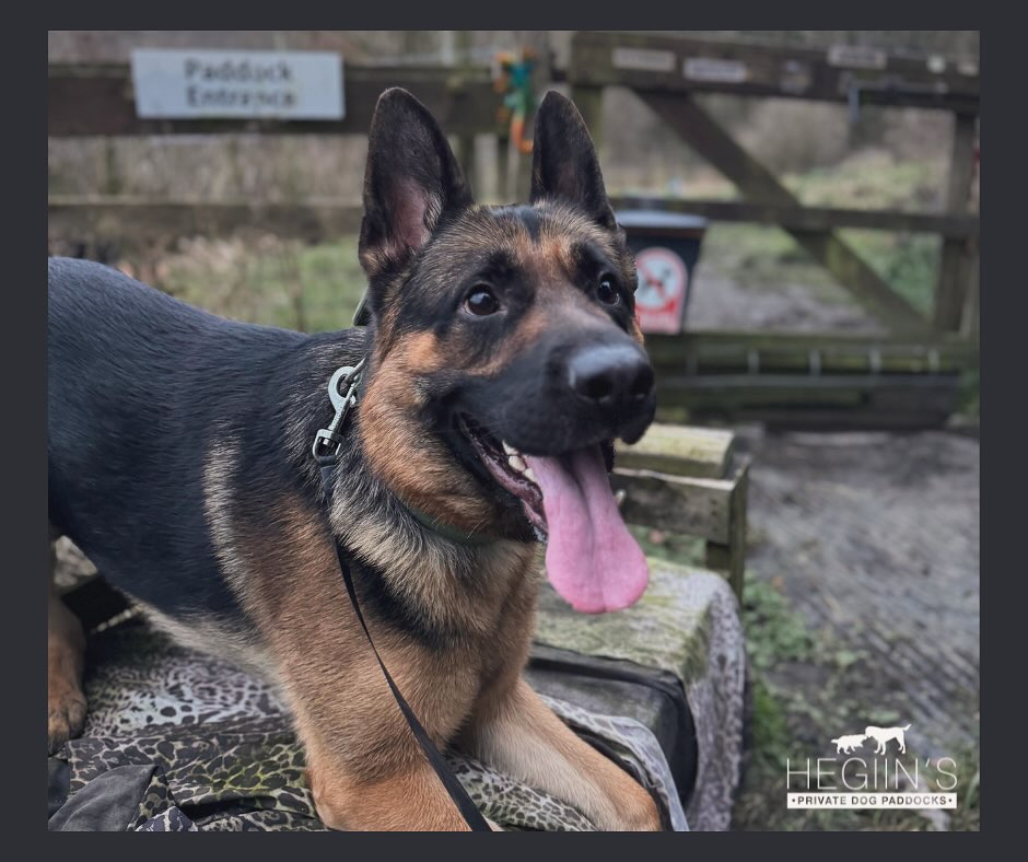 Cody is ready…ARE YOU?
📆Book your doggie playtime now on www.hegiin.com
#dog #walk #privatepaddocks #southowram #halifax #doglover #dogwalk #westyorkshire