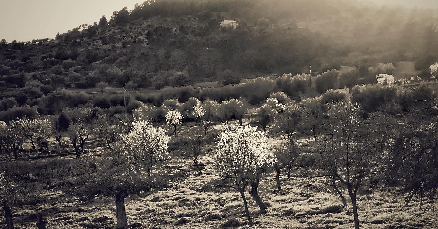 Yeah!!! Almond blossom time of the year 🌸😍