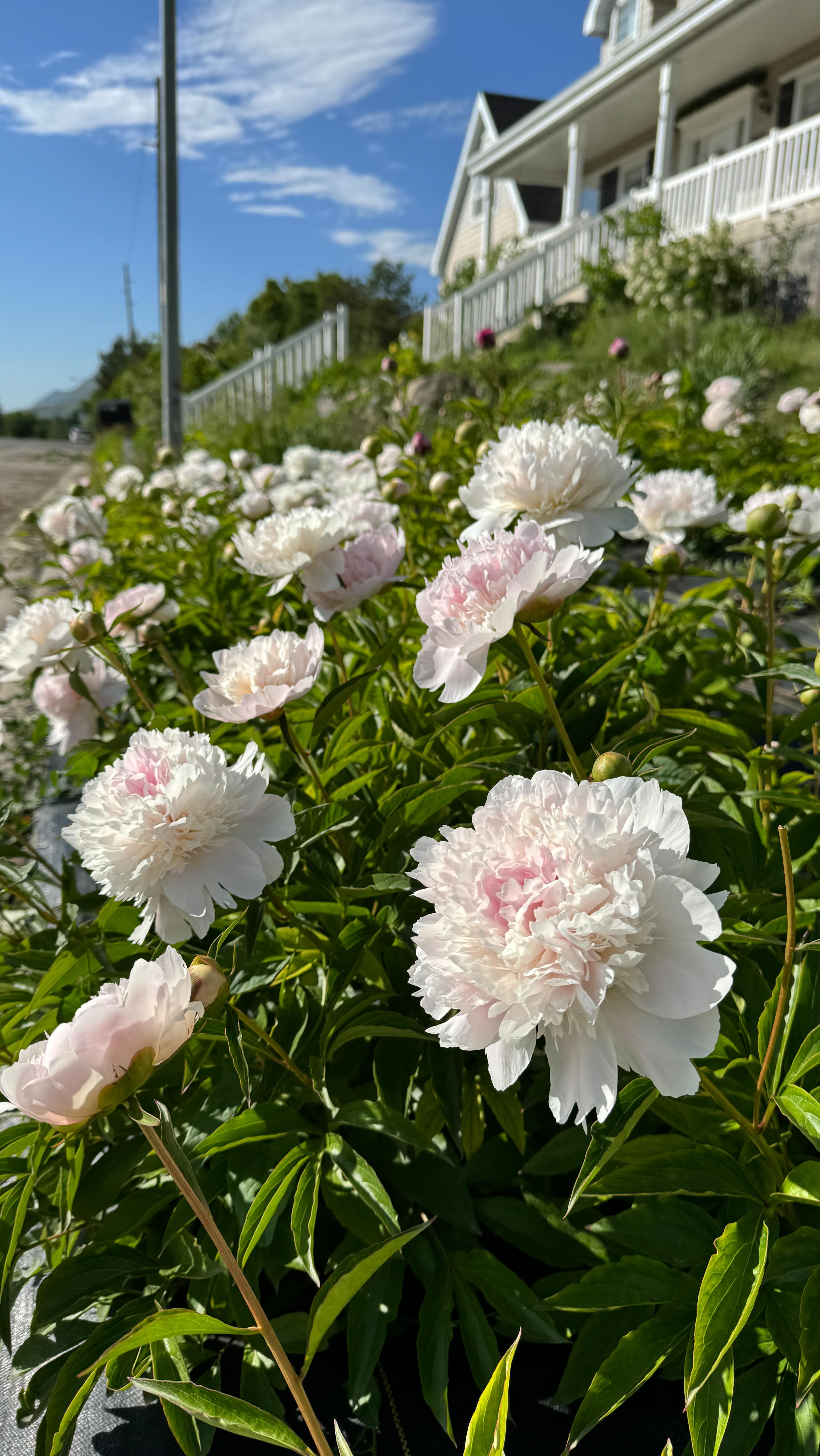 Reserve flowers for your Utah weddings and events this season.
We’ve just updated our process to make it as smooth as possible.
We’ve can’t wait to get these flowers in your hands this season!
#makeutahbloom #utahweddingflowers #utahweddings #utahweddingplanning #utahflowerfarm