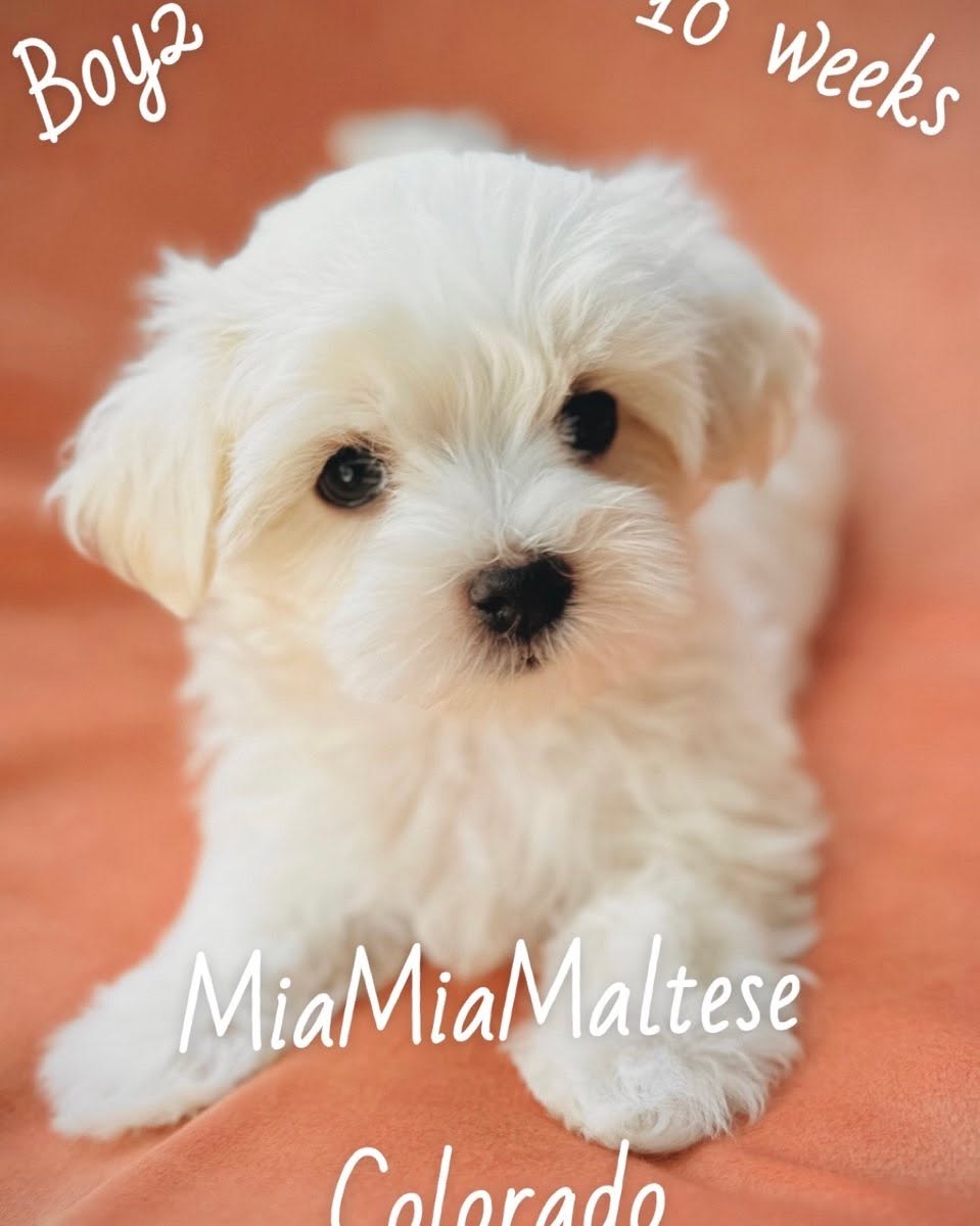 Boy 2 is available after February 21, 2025 #puppy #puppylove #maltese #maltesepuppy #cute #cutedogs #love #animals #foryou #baby #babygirl #babyboy #malteselovers #doglovers #bark