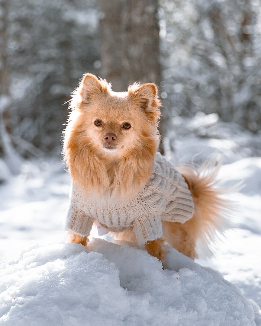 My pet sessions aren’t just about snapping a pretty picture; they’re about capturing the little things that make your bond so special. The way they look at you, the way they run ahead on the trail and turn back to make sure you’re still there, the way they lean into you like home.
That’s why I use the outdoors as more than just a backdrop—it’s part of the story. The places you explore together, the forest you escape to, the quiet moments where time stands still. It all becomes a reflection of the life you share.
It’s more than a pet session—it’s a lifestyle session, a couple’s session, and a pet session all in one. Because this isn’t just about them; it’s about you and them, together.
At the heart of it all, it’s a love story. The very best kind 🌹
#novascotiaphotographer#novascotiaphotography#ns#novascotia#petphotography#petphotographer#animals#pets#pomeranian#dogphotography#dogphotographer#canadianphotographer#canon#dogparents#valentinesday