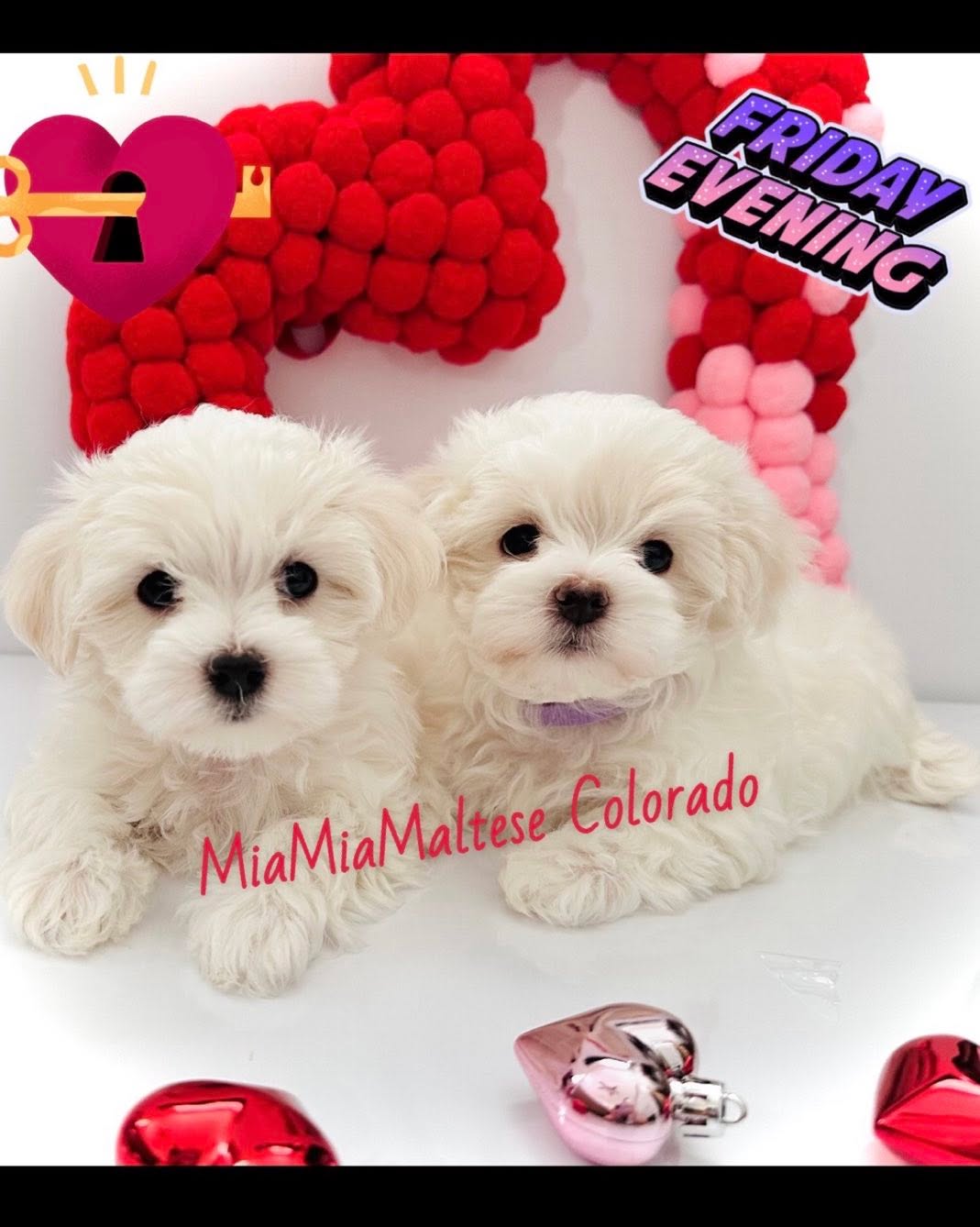 Cassius De Vino & Crius De Vino available after February 21, 2025