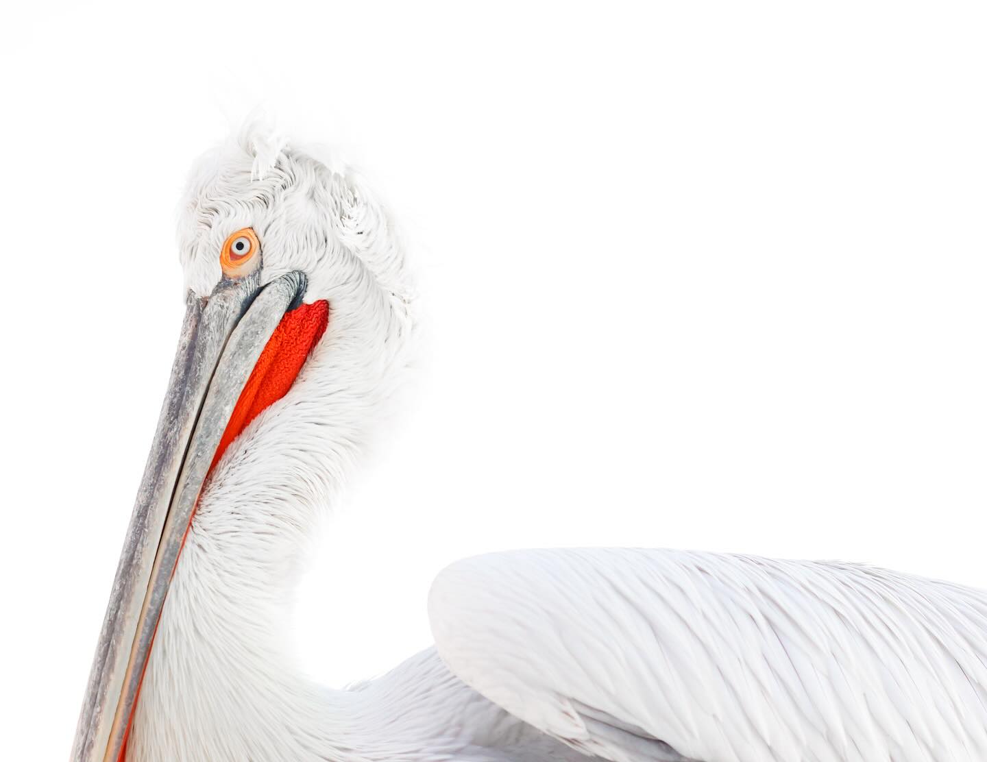 Some magnificent posers from my recent Pelicans Of Kerkini photo tour šø We had awesome weather all week, from blazing red sunsets to misty mornings. When conditions are cloudy, I encourage everyone to try high-key portraits - I.e. adjust camera settings to get as much light in as possible - to strip away distractions and make those incredible colours and details pop.
Which is your favourite shot? What techniques do you use when conditions are challenging?