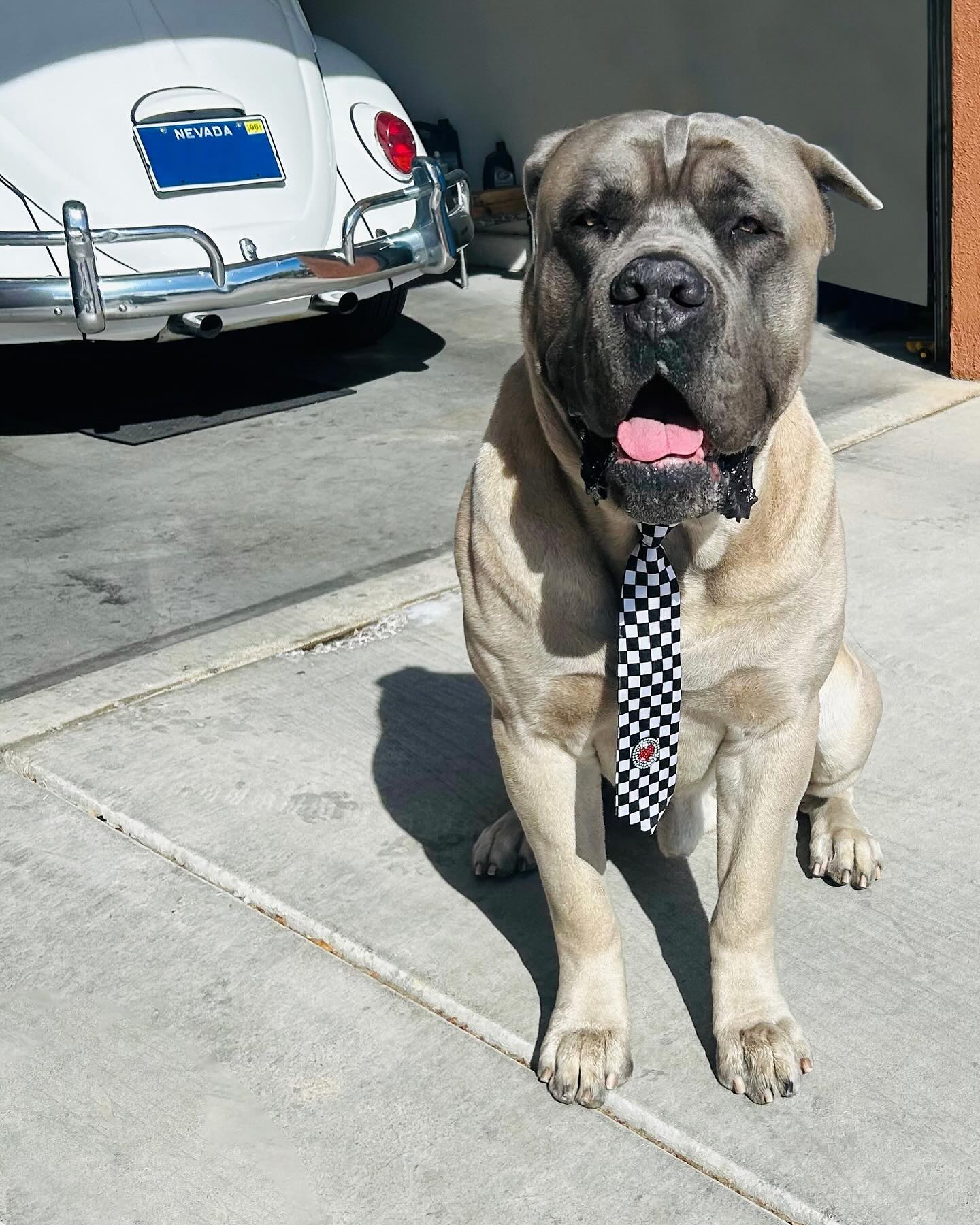 Our sweet Zeno after the groomers #canecorso #italianmastiff