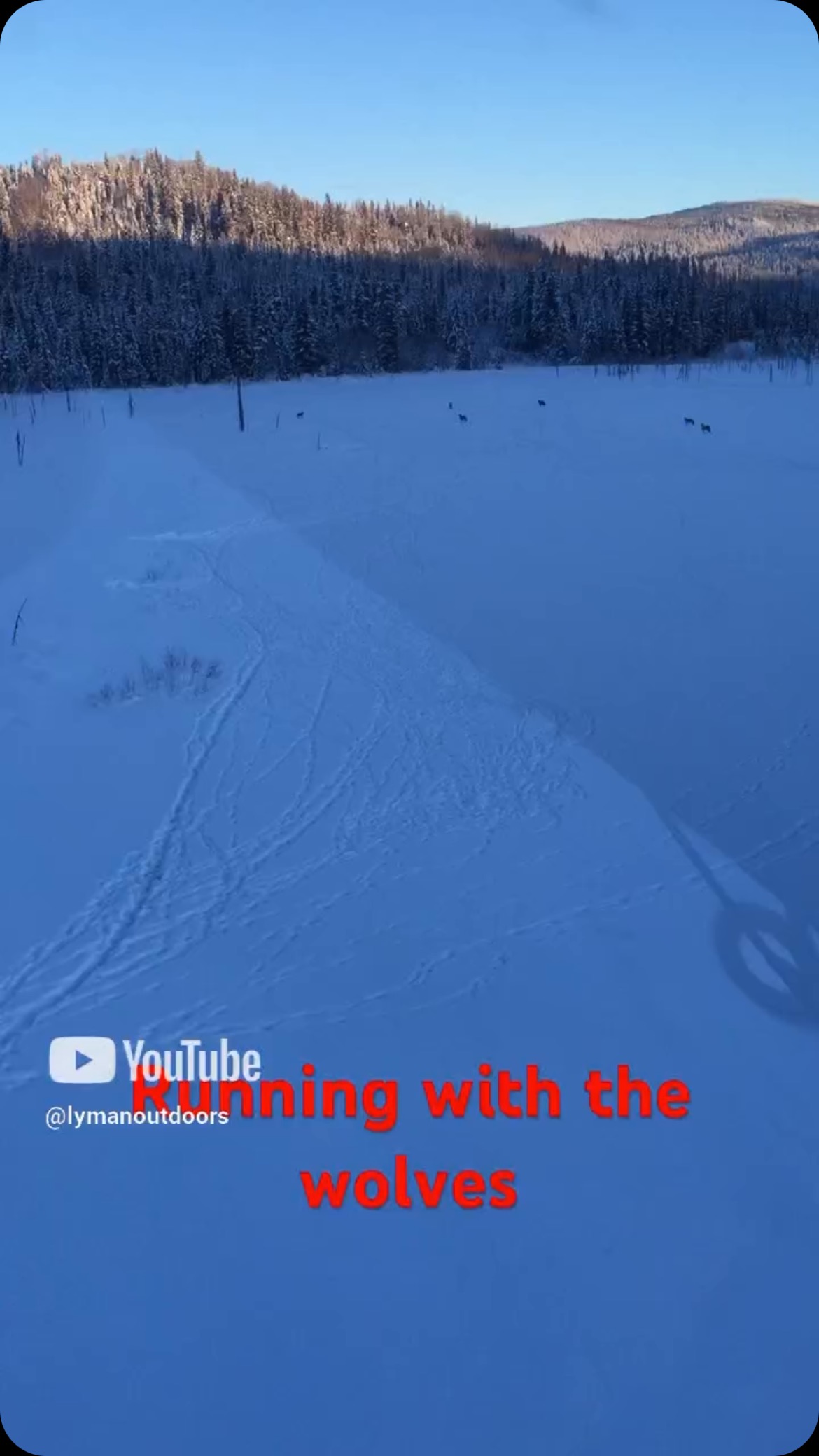 Running with the wolves #wolves #wildanimals #wolfpack