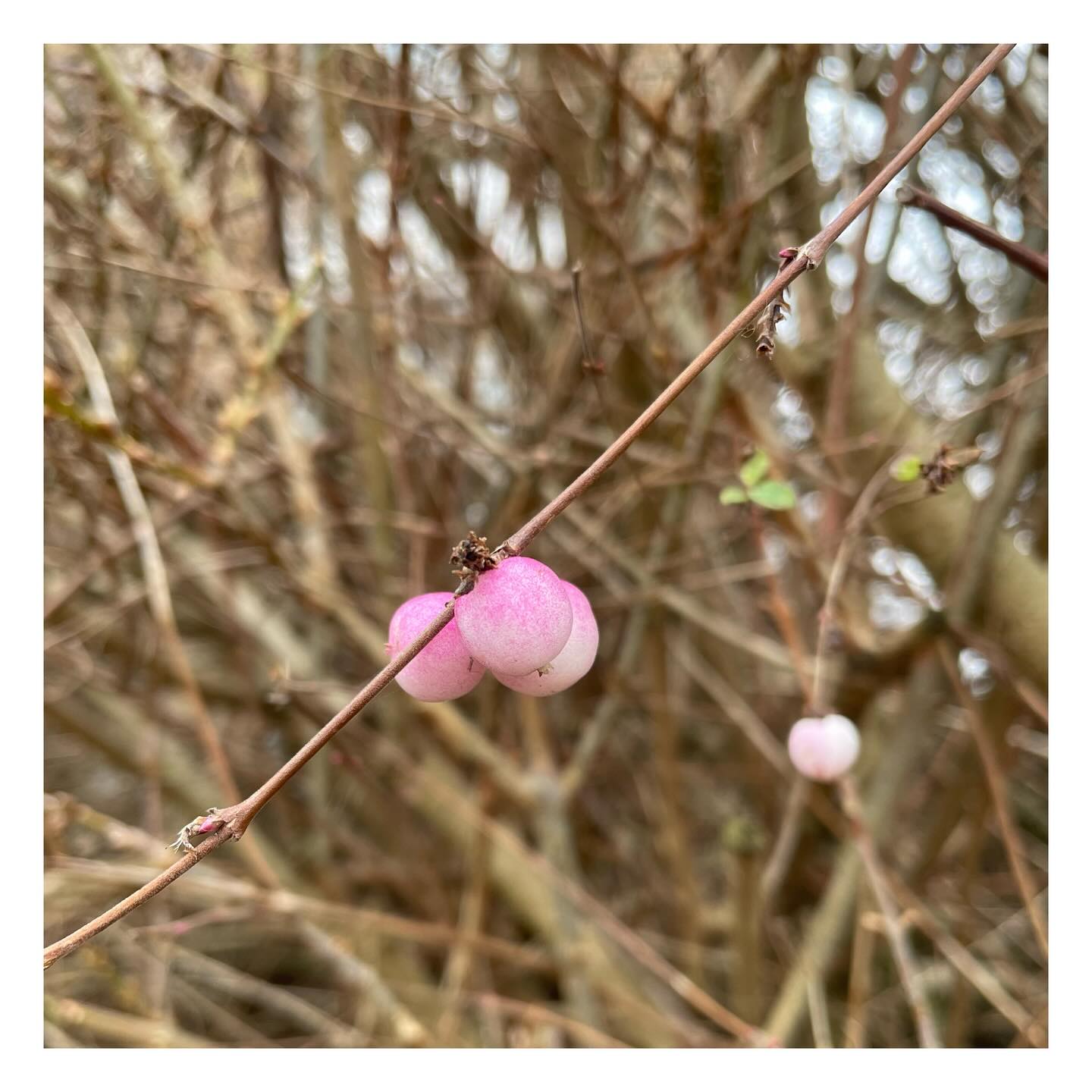 First delicate flushes of spring.
#spring #berries
