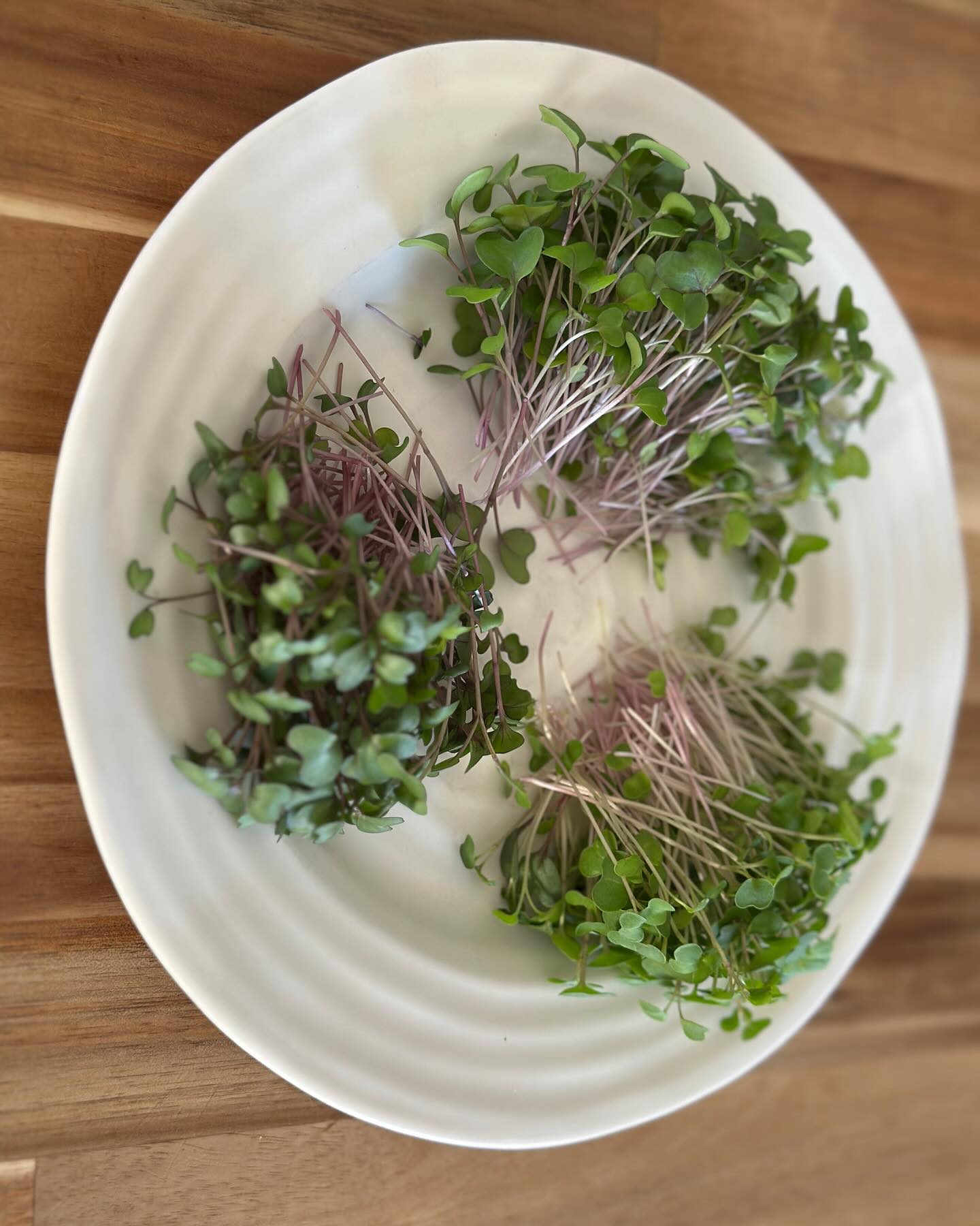 The 3 parts of our Nutrient Blend
💜Red Cabbage
💜Red Kale
💜Purple Kohlrabi
We made this brassica blend for those who want the most health benefits in a single serving.
These micros are abundant in fibre for gut health, antioxidants for heart health, vitamin A for eye health and vitamin C to support collagen production and iron absorption.
Here are just some of the things these Microgreens have been proven to do:
•Detoxify blood
•Remove toxins (Like heavy metals)
•Aid and prevent Alzheimer’s
•Control blood pressure
•Prevent osteoporosis
•Prevent degenerative eye disease
Look for the PURPLE bag @qbfarmersmarket (every Saturday)
🌱
🌱
🌱
🌱
#qbfarmersmarket #52footfarms #bcfarmersmarket #bcfarmersmarkettrail #explorequalicum #exploreparksville #microgreens #lookforthepurplebag