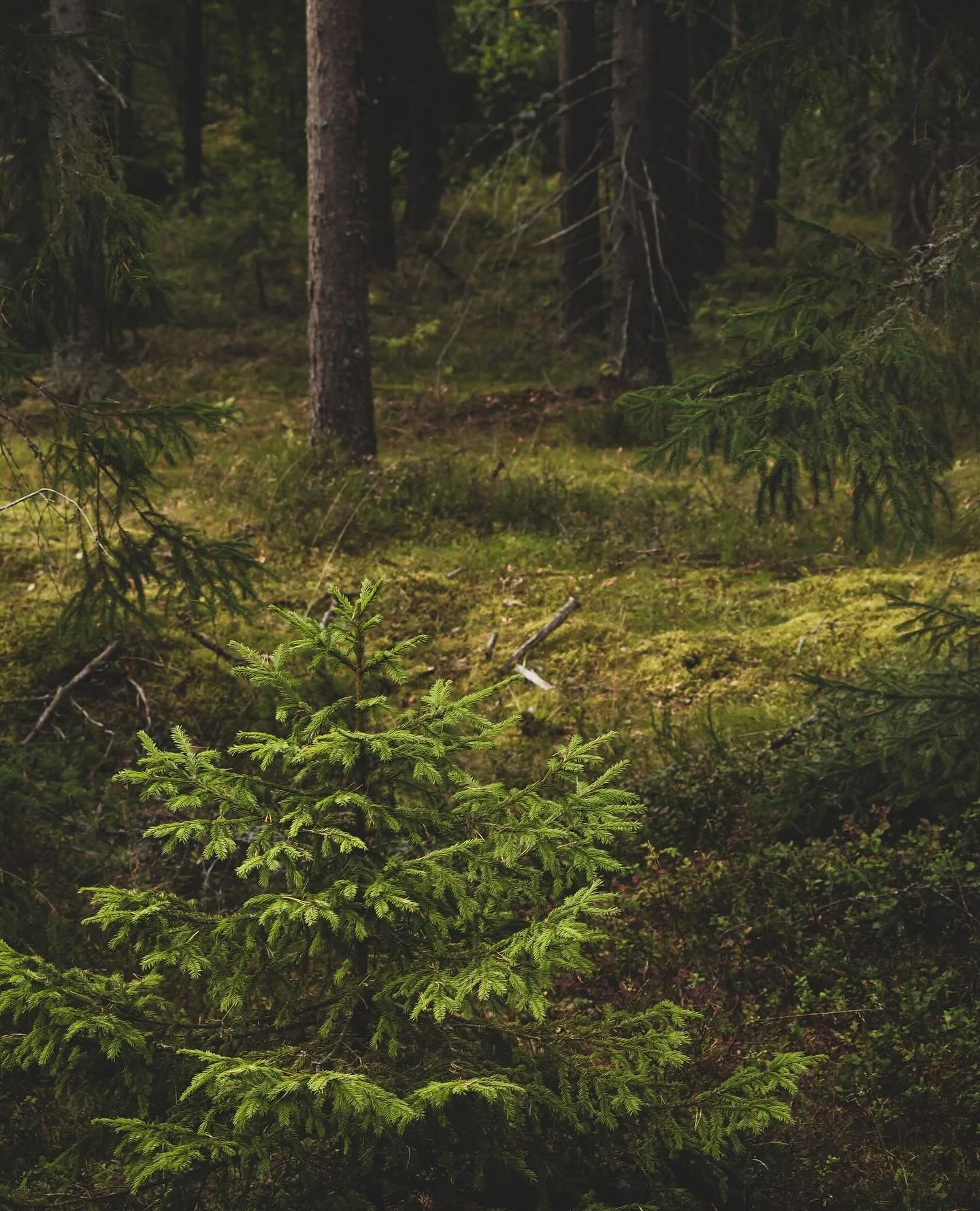 JE HUID IS EEN LEVEND ECOSYSTEEM – BEHANDEL HET MET RESPECT.
Je huidmicrobioom is geen trend. Het is je eerste verdedigingslinie, je natuurlijke bescherming tegen irritaties, uitdroging en huidproblemen. Maar elke agressieve reiniger of overmatige exfoliatie verstoort dit delicate evenwicht.
🚨 Stop met het doden van wat je huid gezond houdt.
🌿 Start met het voeden van je huid, niet met het strippen ervan.
✨ Zo houd je je huidmicrobioom in balans:
✔️ Gebruik milde, natuurlijke huidverzorging zonder agressieve ingrediënten
✔️ Vermijd overmatig reinigen en exfoliëren – minder is vaak meer
✔️ Kies producten met probiotische en prebiotische ingrediënten
✔️ Bescherm je huid tegen schadelijke invloeden zoals vervuiling en synthetische stoffen
✔️ Eet gezond en gevarieerd – je darmmicrobioom en huidmicrobioom zijn verbonden
Bij Marlie Holistic Beauty Therapy werken ik met de kracht van de natuur en merken zoals Flow Cosmetics, Moi Forest en KA Skin Formular om jouw huidmicrobioom te ondersteunen. Omdat echte schoonheid begint bij balans. 💚
#RespectYourSkin #Huidmicrobioom #NatuurlijkSterk #MarlieHolisticBeautyTherapy #FlowCosmetics #MoiForest #kaskinformular