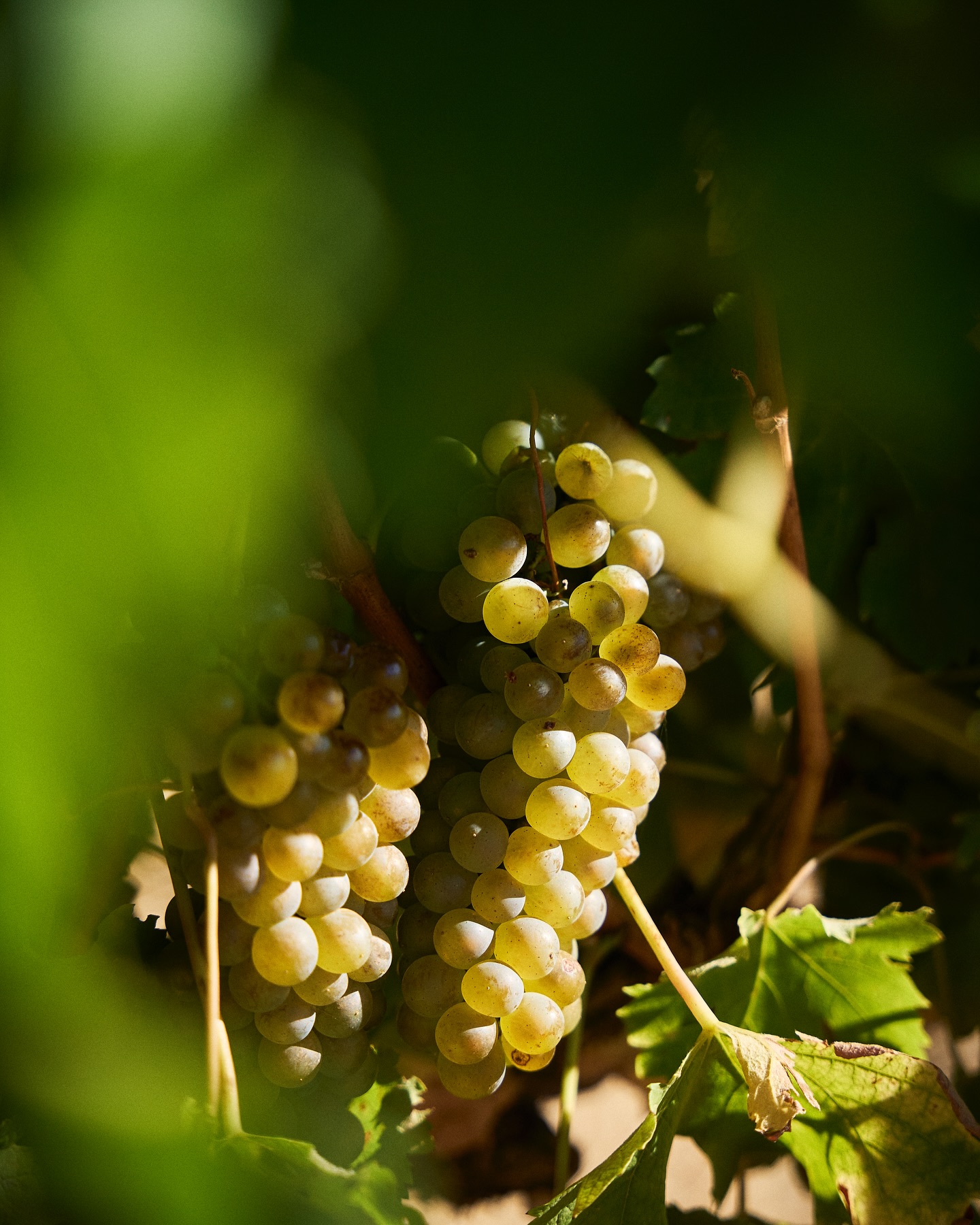 We are ready to harvest our Hanepoot grapes on the farm!
The excitement is palpable as we prepare to gather these sweet gems.
Cheers to a bountiful harvest!
.
.
.
#lacotte #lacottefarm
#franschhoek #franschhoeklife
#harvest #grapes #tourismsouthafrica