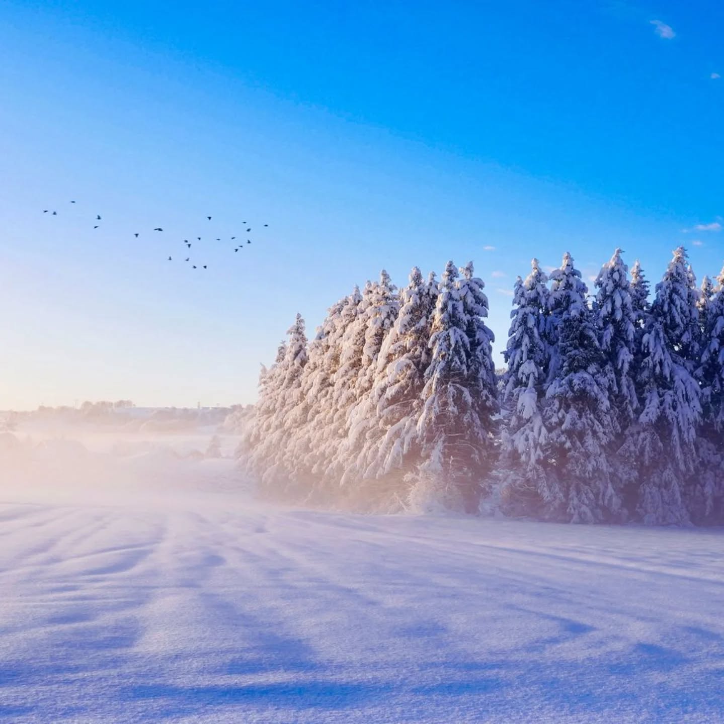 Lumière magique pas un souffle de son dans ces paysages immobiles et éphémères dont on profite pleinement le temps d'un instant. Sous le soleil la neige chute et tombe lourdement, engorgeant les sols de l'eau qui annoncent le printemps. Je m'e'erveille d'année en année de sentir ce ballet entre chaque saison, ou l'une gagne du terrain puis ce fait rattraper encore. Lumières changeantes en dehors comme dedans. Le regard se noie dans la beauté de nos paysages en Montagne Ardèchoise.
Merci @Caroline Bernault pour cette magnifique photo qu'elle me laisse partager.
#naturelove #blancheneige #petitparadis #ambiancedhiver #montagneardechoise #auclairdelasource #lanarce