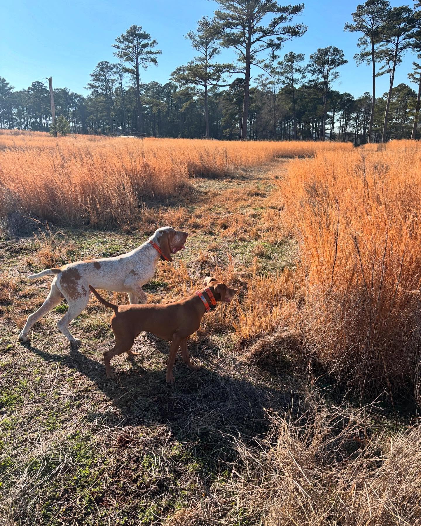 Teamwork.
.
.
.
#schillingsgundogs #schillingsgundogstraining #sgdtraining
#uplanddogtraining #uplanddogtrainer
#gundogtraining #gundog #birddogtraining #birddog #retriever #retrievertraining