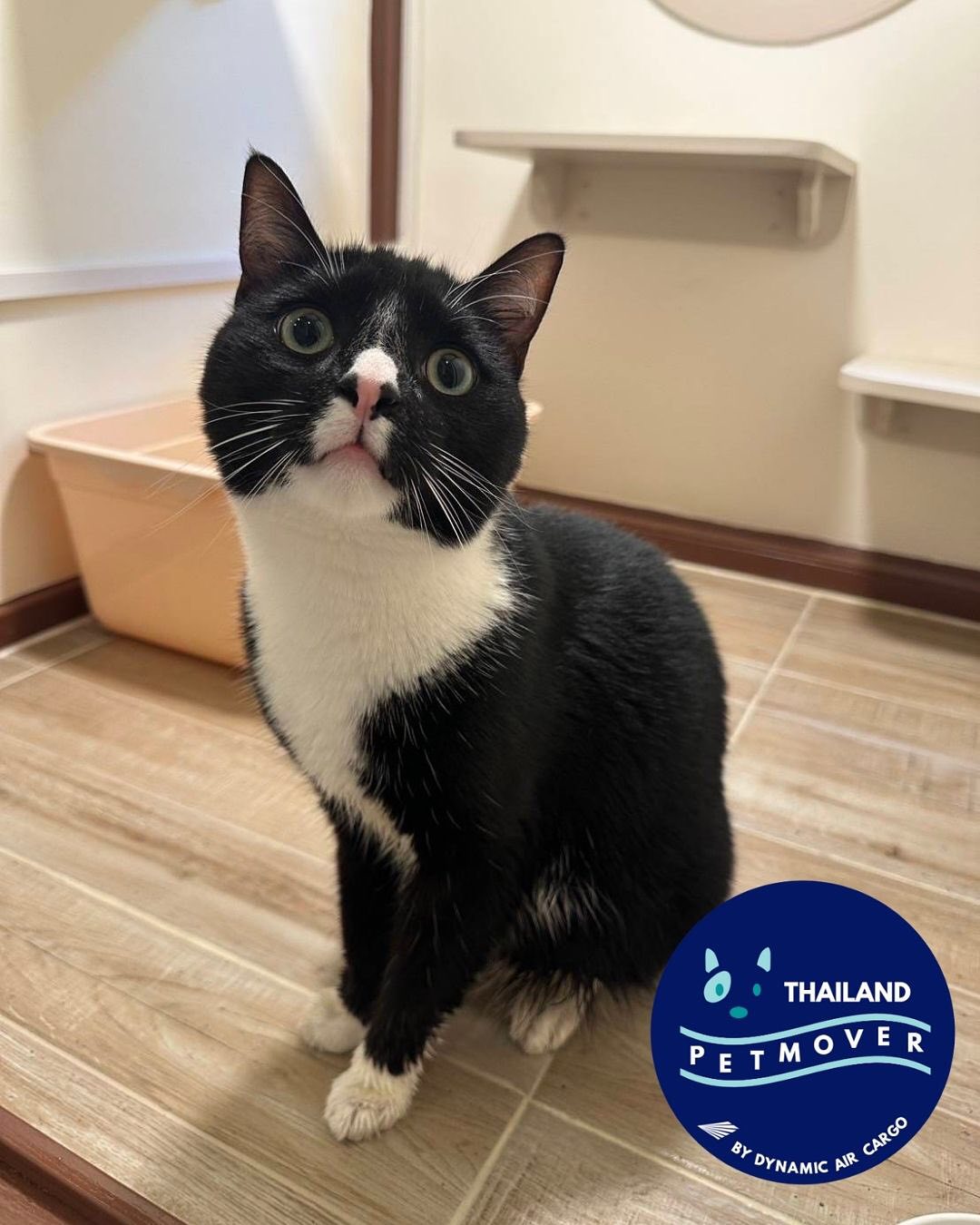 🇳🇿 🛬 🇹🇭
Waffles arrived safely from Auckland and is now safely delivered to pawrents in their new Phuket home 🥰
——————————————————
🐶 Thailand Pet Mover
🐱 Where Pet Lover Meets Pet Mover
🐰 Inquire via LINE: @thailandpetmover
🐯 Or Email: service@dynamicaircargo.com
🐹 Our DMs are not monitored
🐷 A trade mark service managed by Dynamic Air Cargo, a member of IPATA and IATA.
——————————————————
Please make sure you contact direct to our customer service team
#bangkok #traveller #importer #exporters #animals #thailandpetmover #petrelocationservices #petrelocation
#animallovers #pet #petmoverthailand #petshipping #dynamicaircargo #thailandpetrelocation #petrelocationthailand
#worldwideshipping #petmover #petlover #cats #doglover #ขนส่งสัตว์เลี้ยงไปต่างประเทศ #หมา #แมว #ขนส่งสัตว์เลี้ยง #doglovers #dogs #pets #petboarding