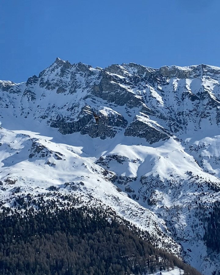 A sunny VK with a bearded vulture 🦅 and a tasty birthday lunch at the #espaceweisshorn today #epicbirthday #birdspotting #grimentzzinal #skiswitzerland #valdanniviers #beardedvulture